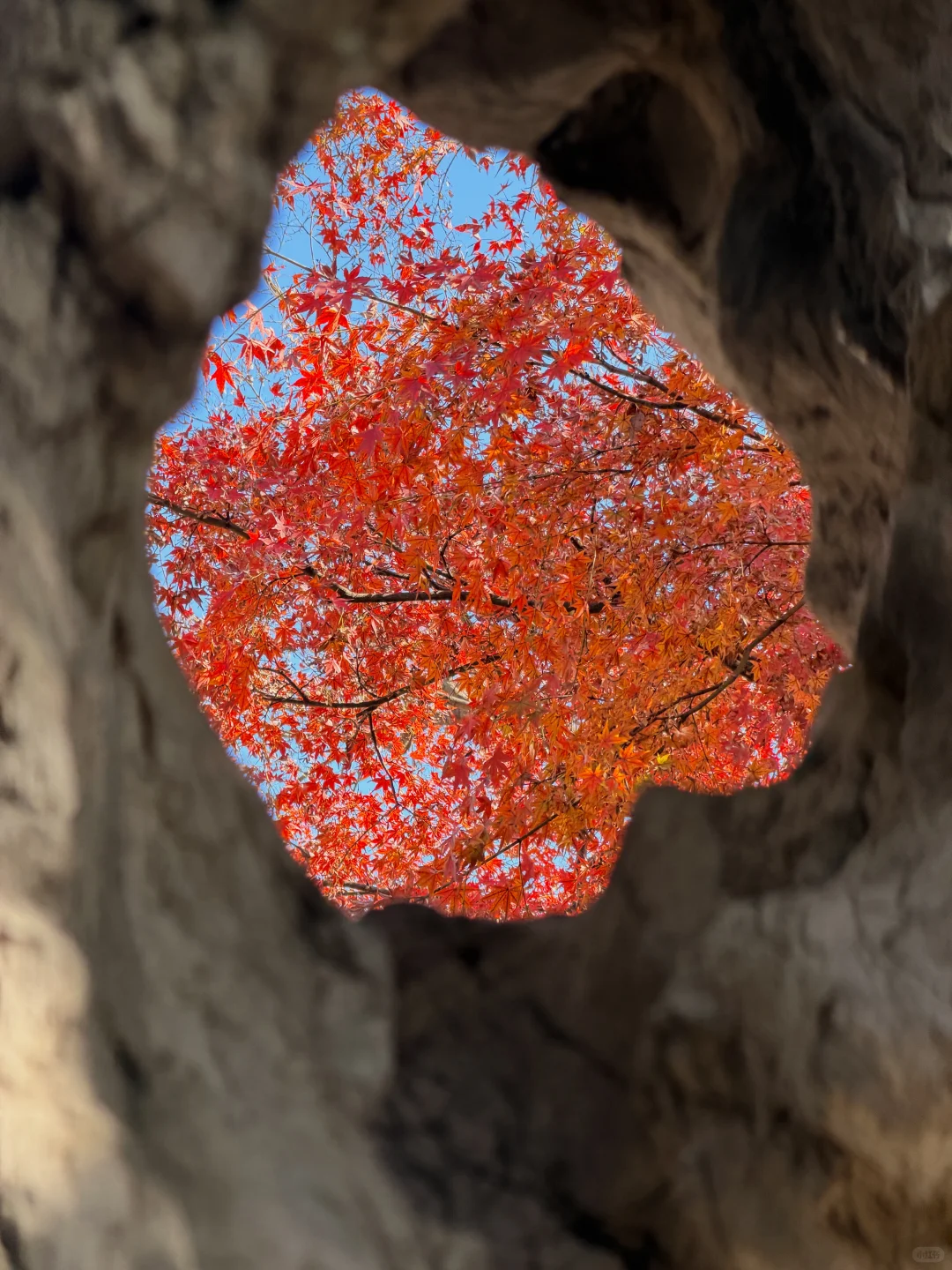 11.19实况！苏州留园封神秋景已登场❗️