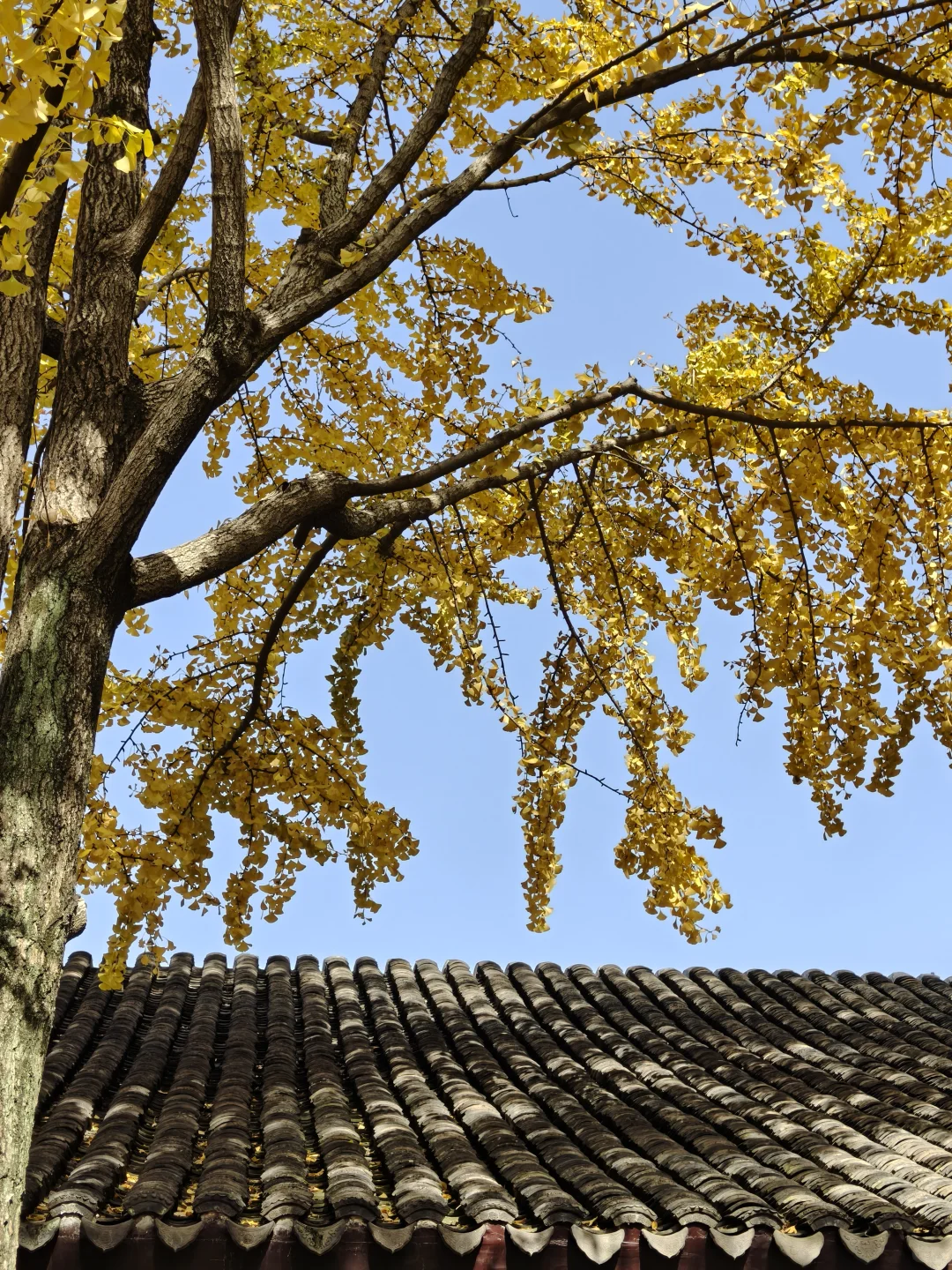 苏州园林｜拙政园