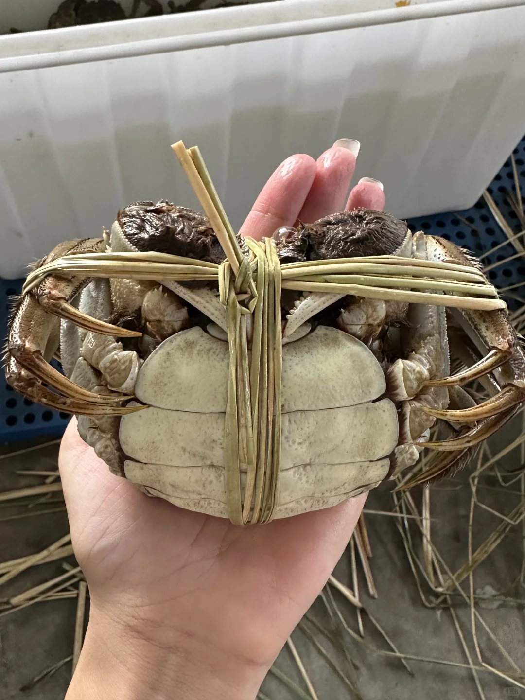 💰100的残蟹在小红书杀疯了，苏州给力！