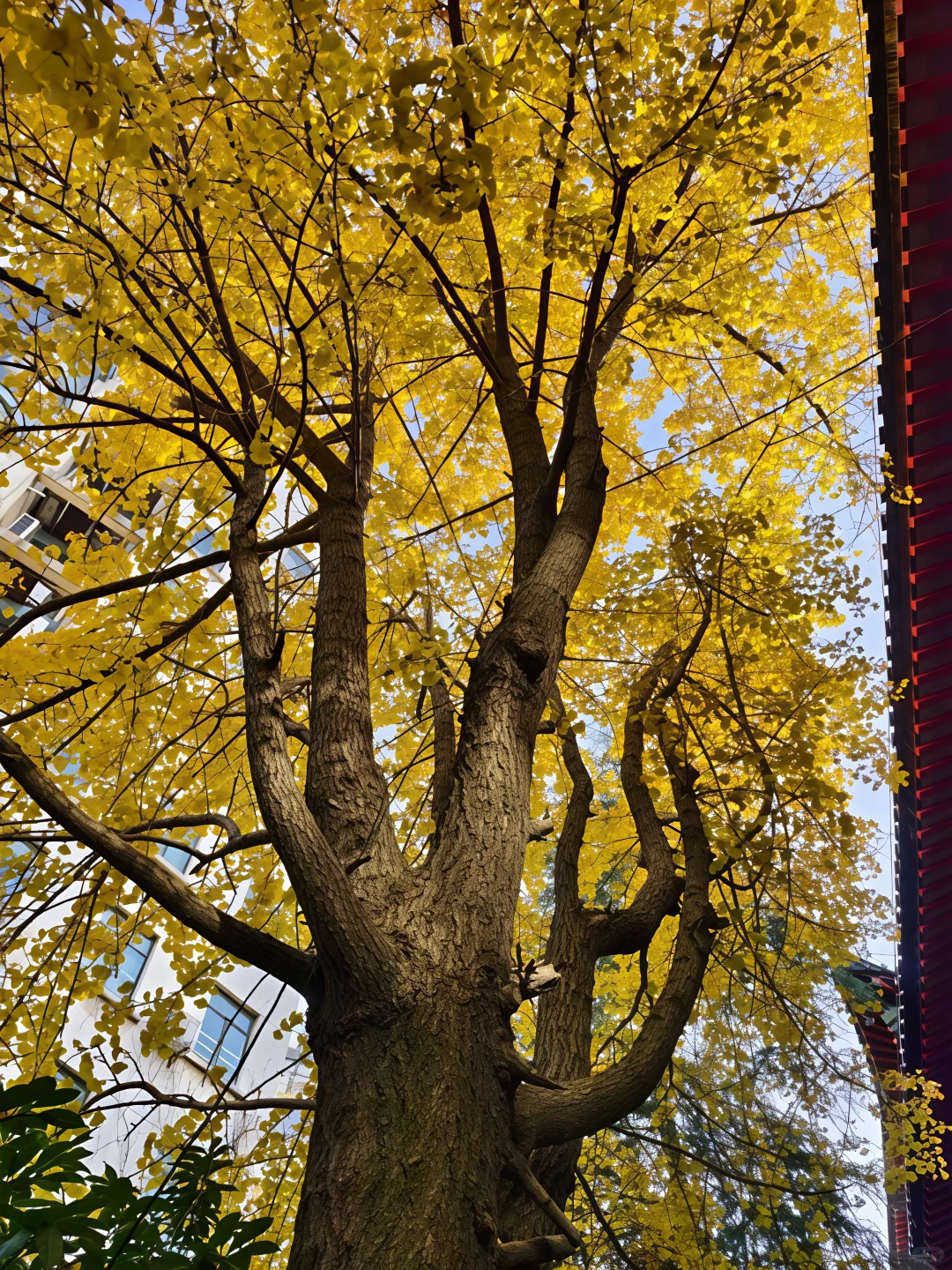 如果错过南京的秋天🍁该有多遗憾呢！