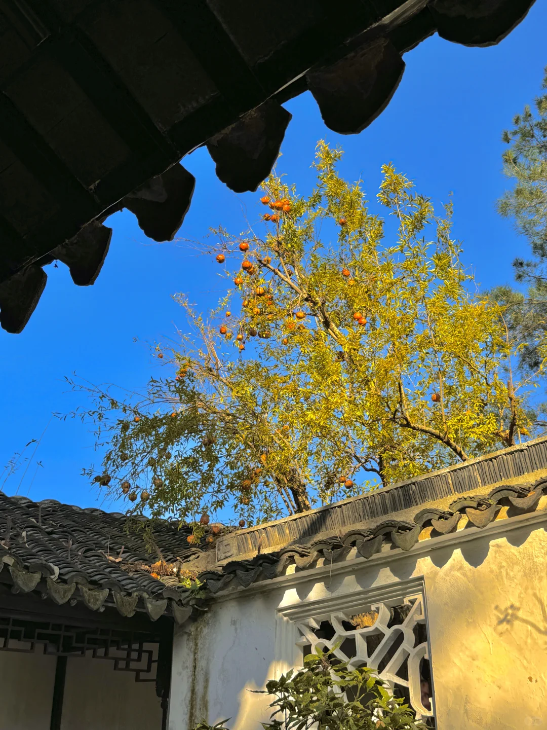 千万别在10-11月去苏州，我怕你来了不想走‼️