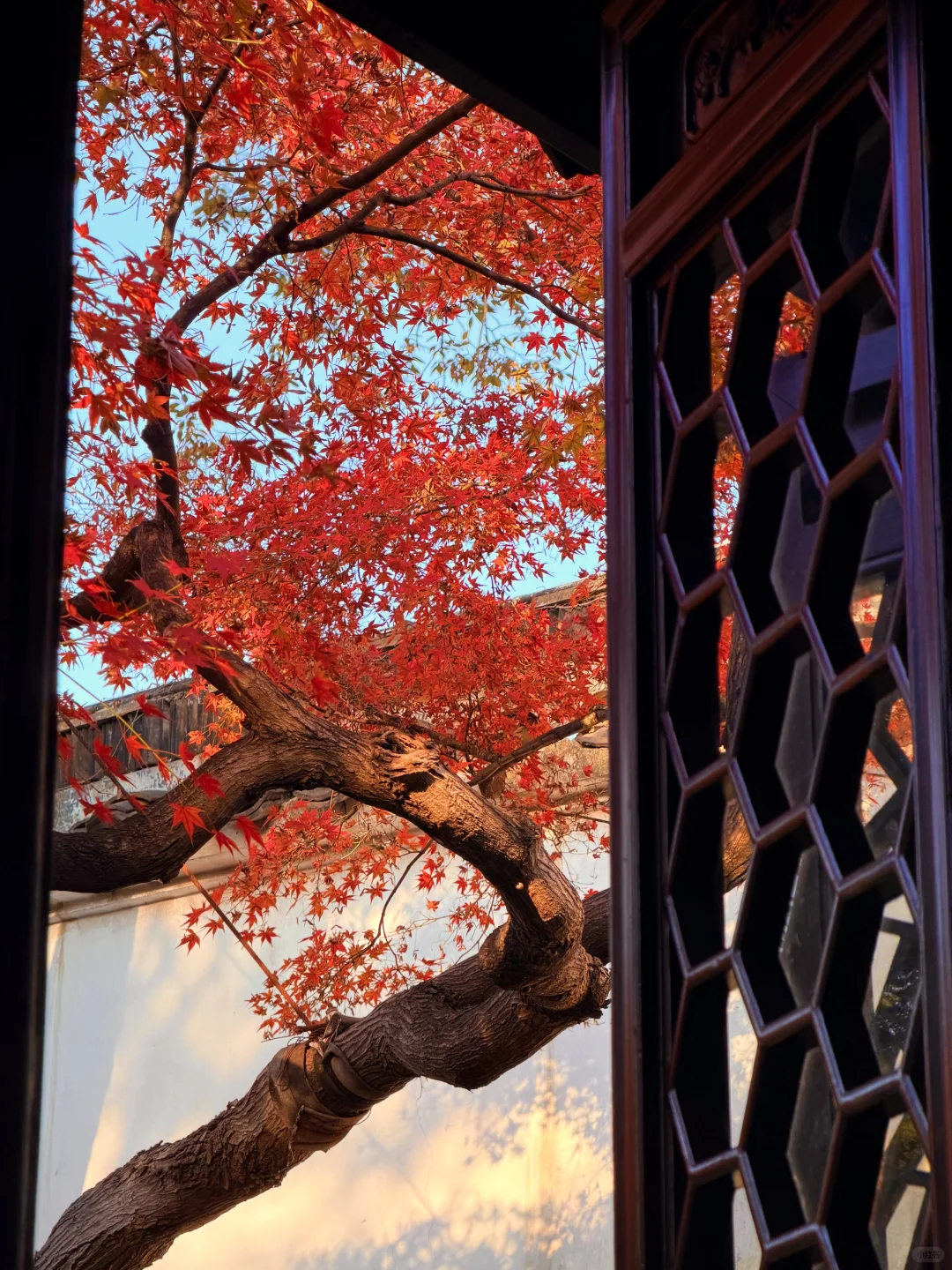 11.18实况 | 苏州留园红枫美到封神！！！！！！！！