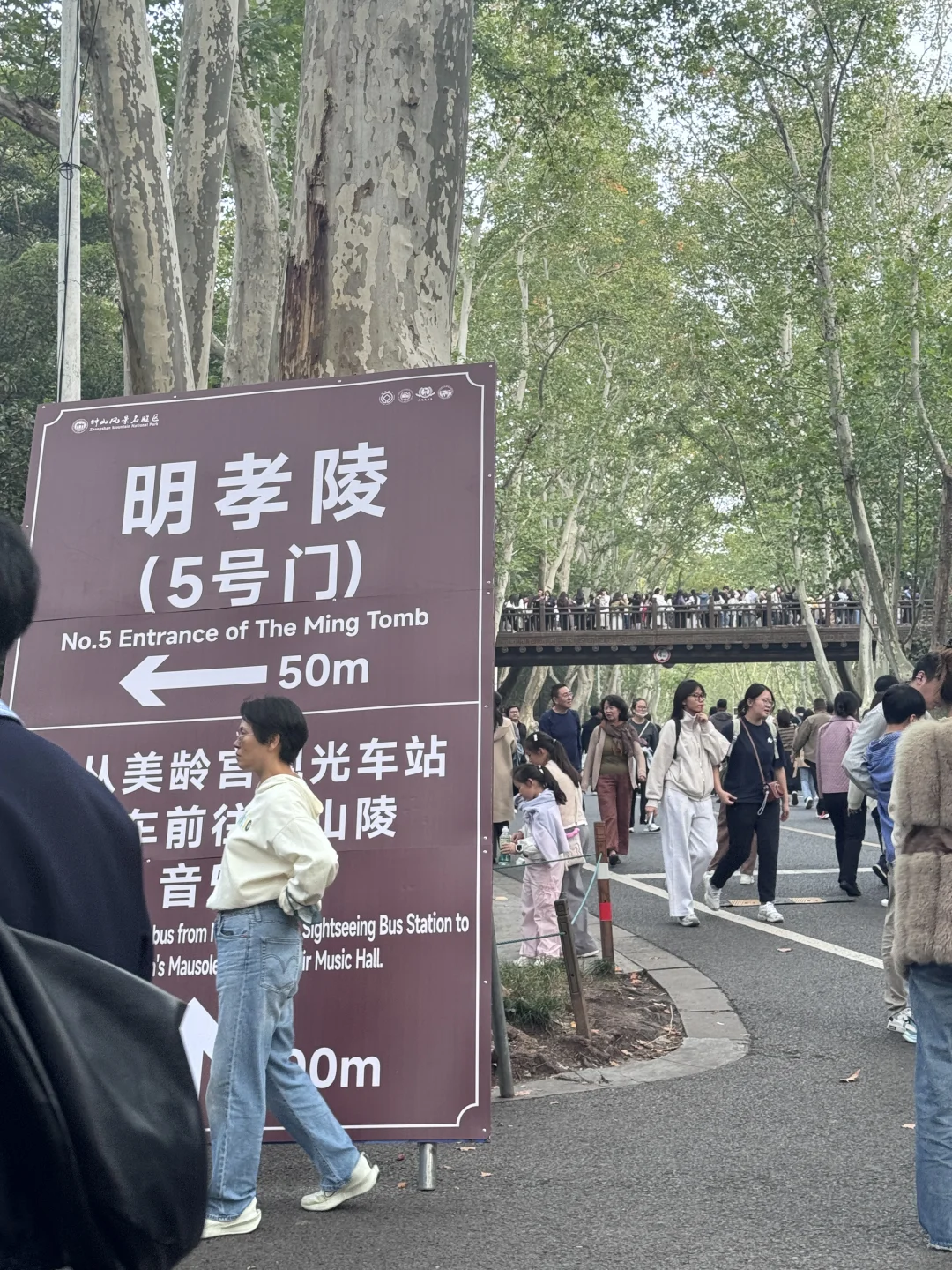 南京梧桐大道 人真美