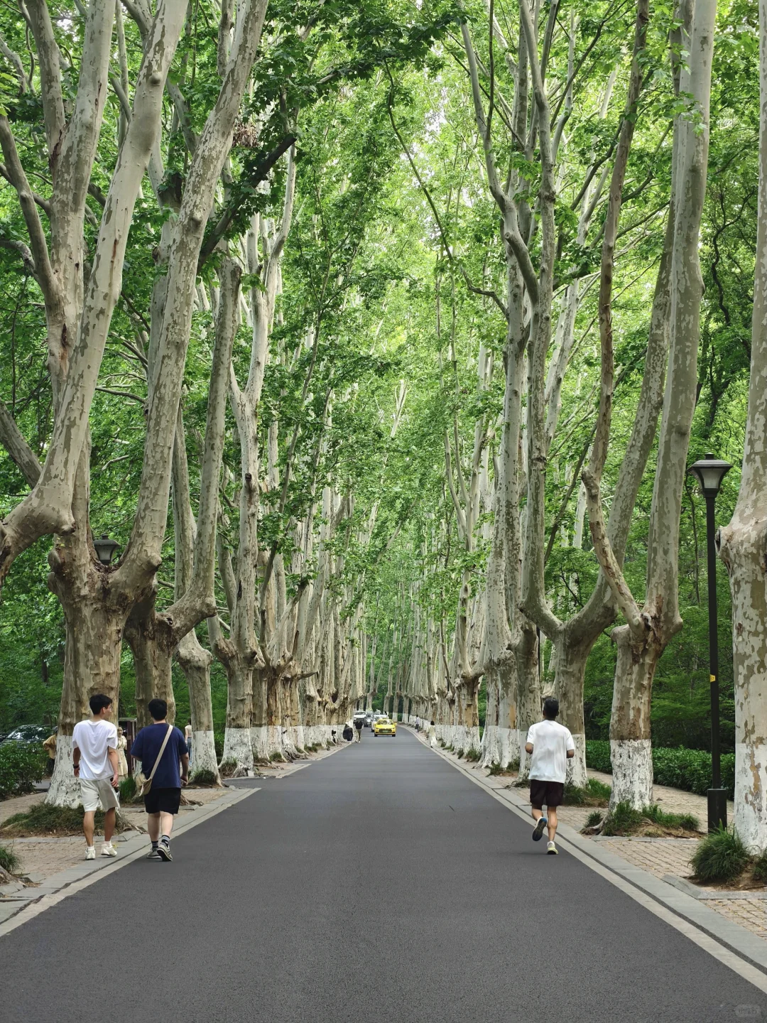 南京｜清晨的梧桐大道真的美疯…