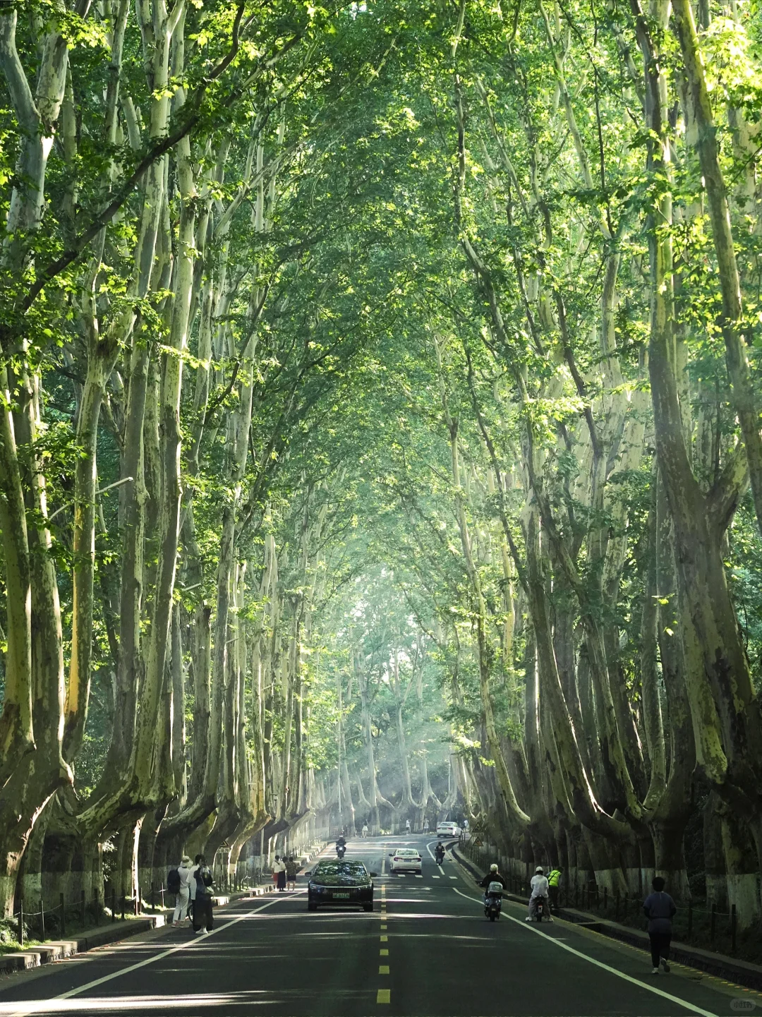南京｜清晨的梧桐大道真的美疯…