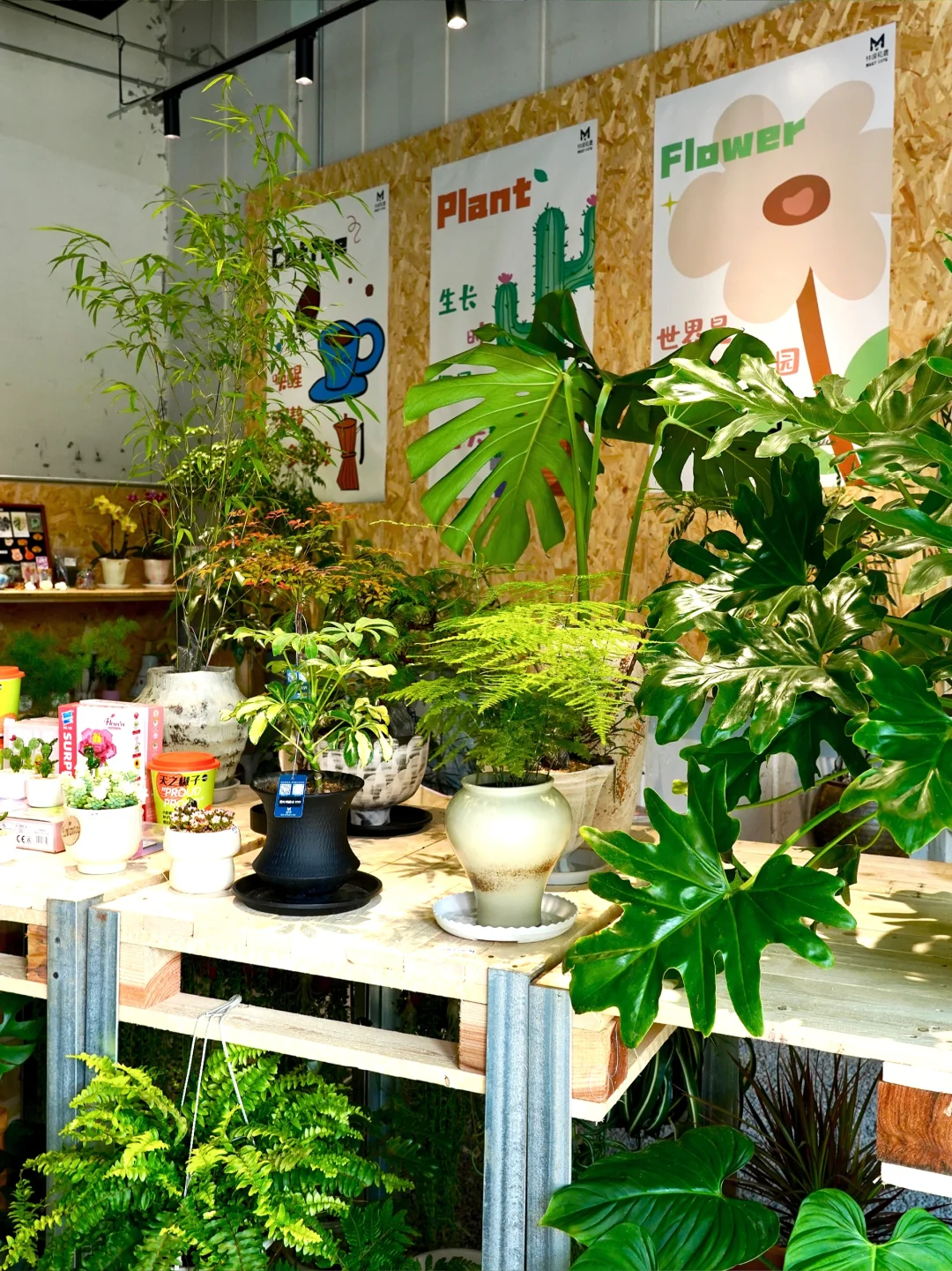 南京｜清晨的梧桐大道真的美疯…