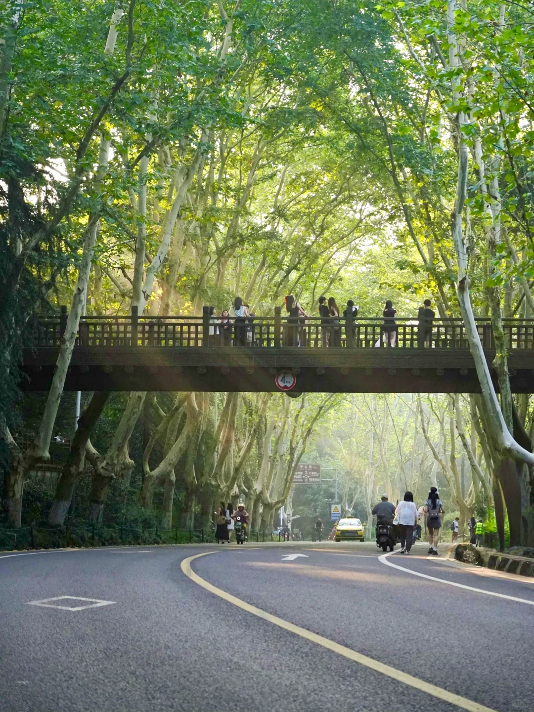 南京｜清晨的梧桐大道真的美疯…