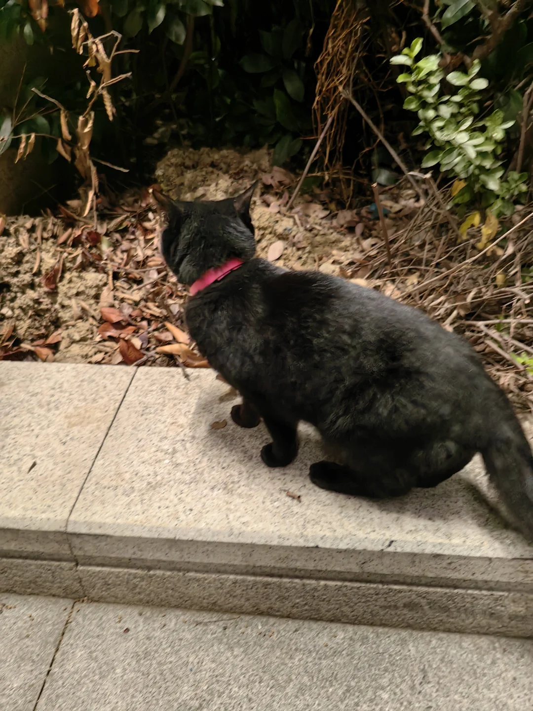 徐州北区谁家小黑猫丢了