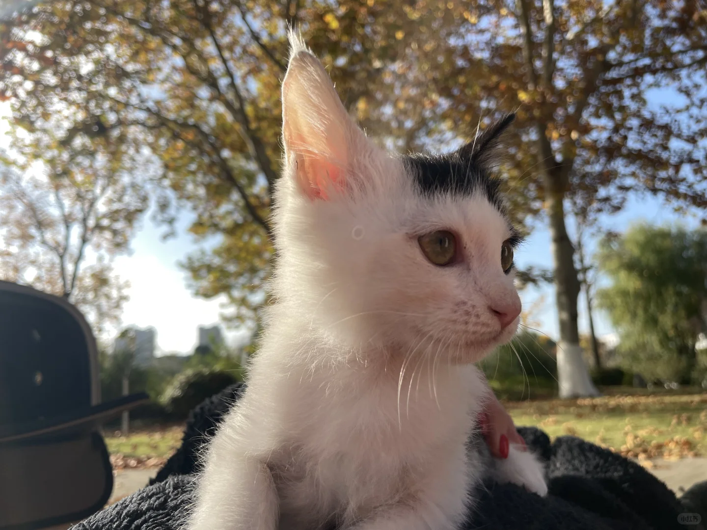 徐州猫咪找领养