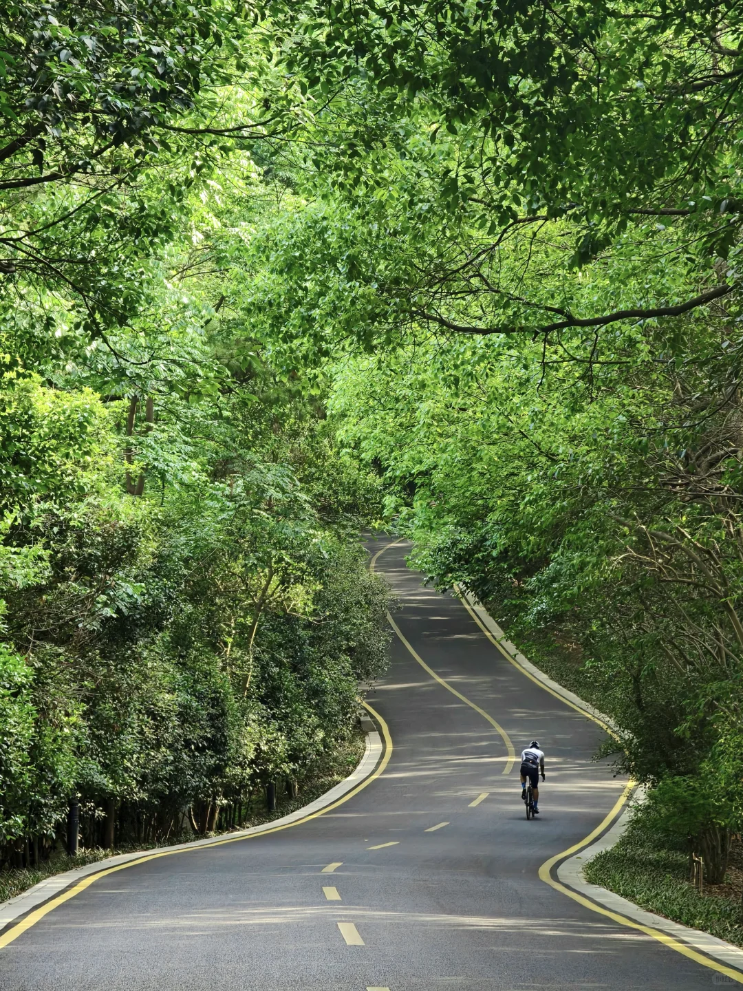 南京｜清晨的梧桐大道真的美疯…