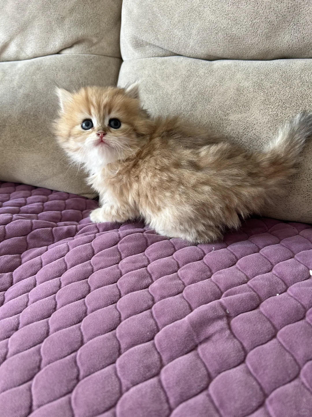 徐州云龙万达附近金渐层宝宝找新家