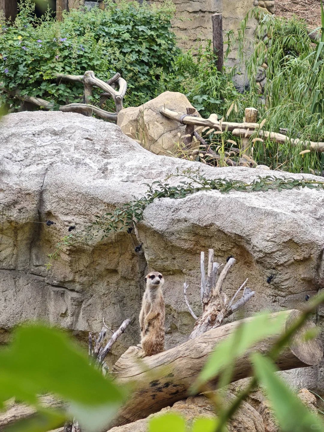 💥免费7天！南京红山动物园又要挤爆啦！