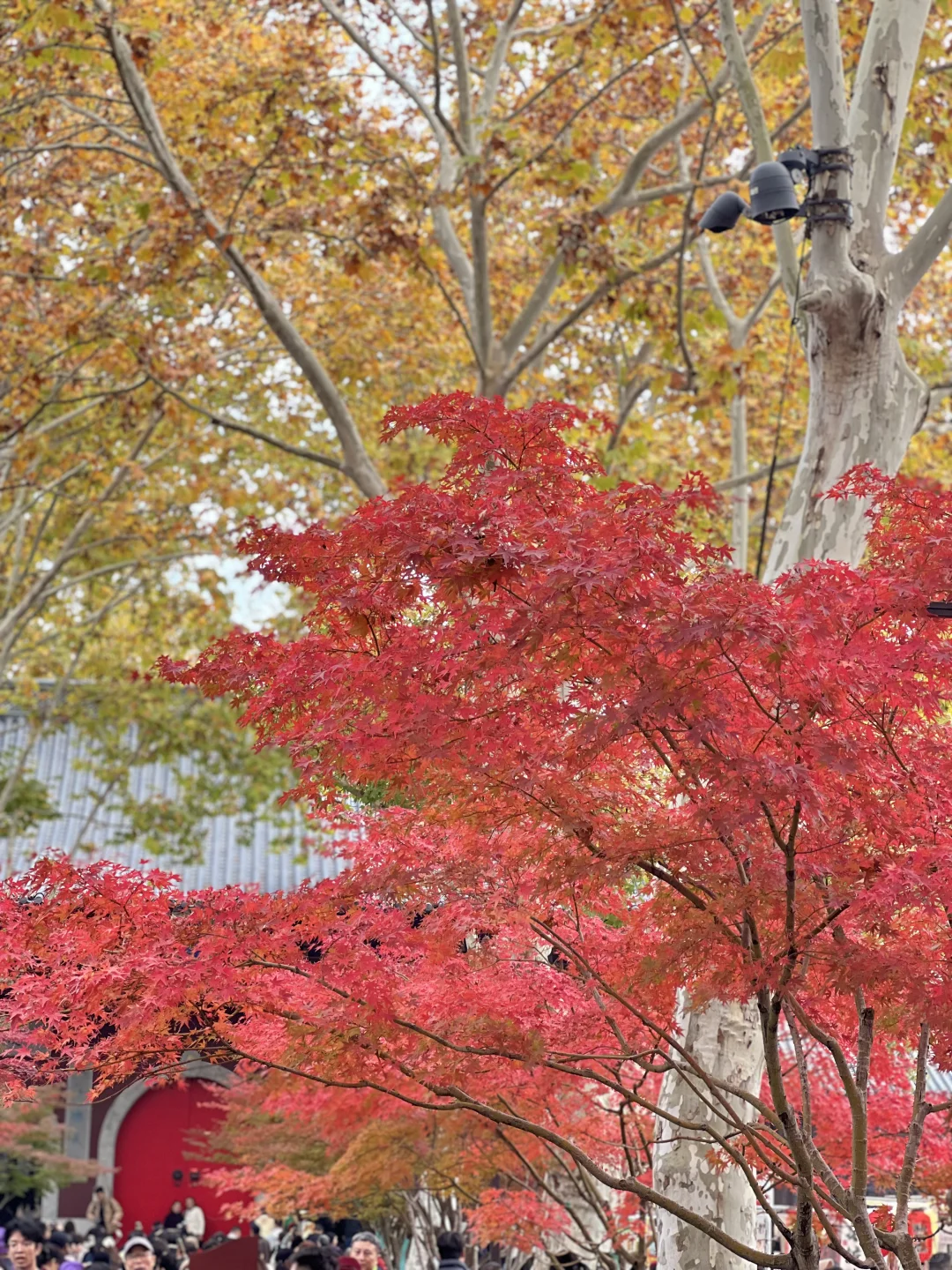2025.11.23｜栖霞山红枫现状🍁含游玩攻略！