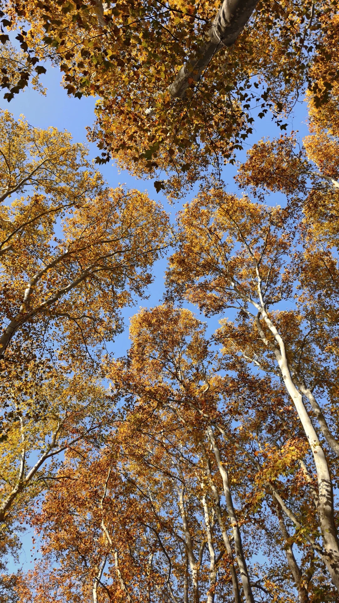 11.28梧桐大道黄了，全屏给我的震撼！！