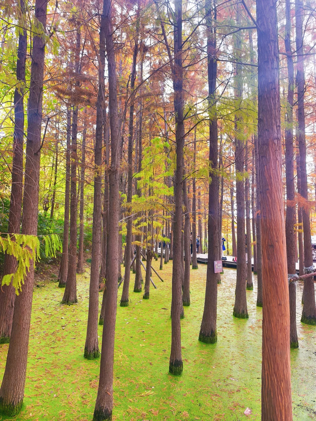 错过等一年!水杉林是限定版秋天的童话