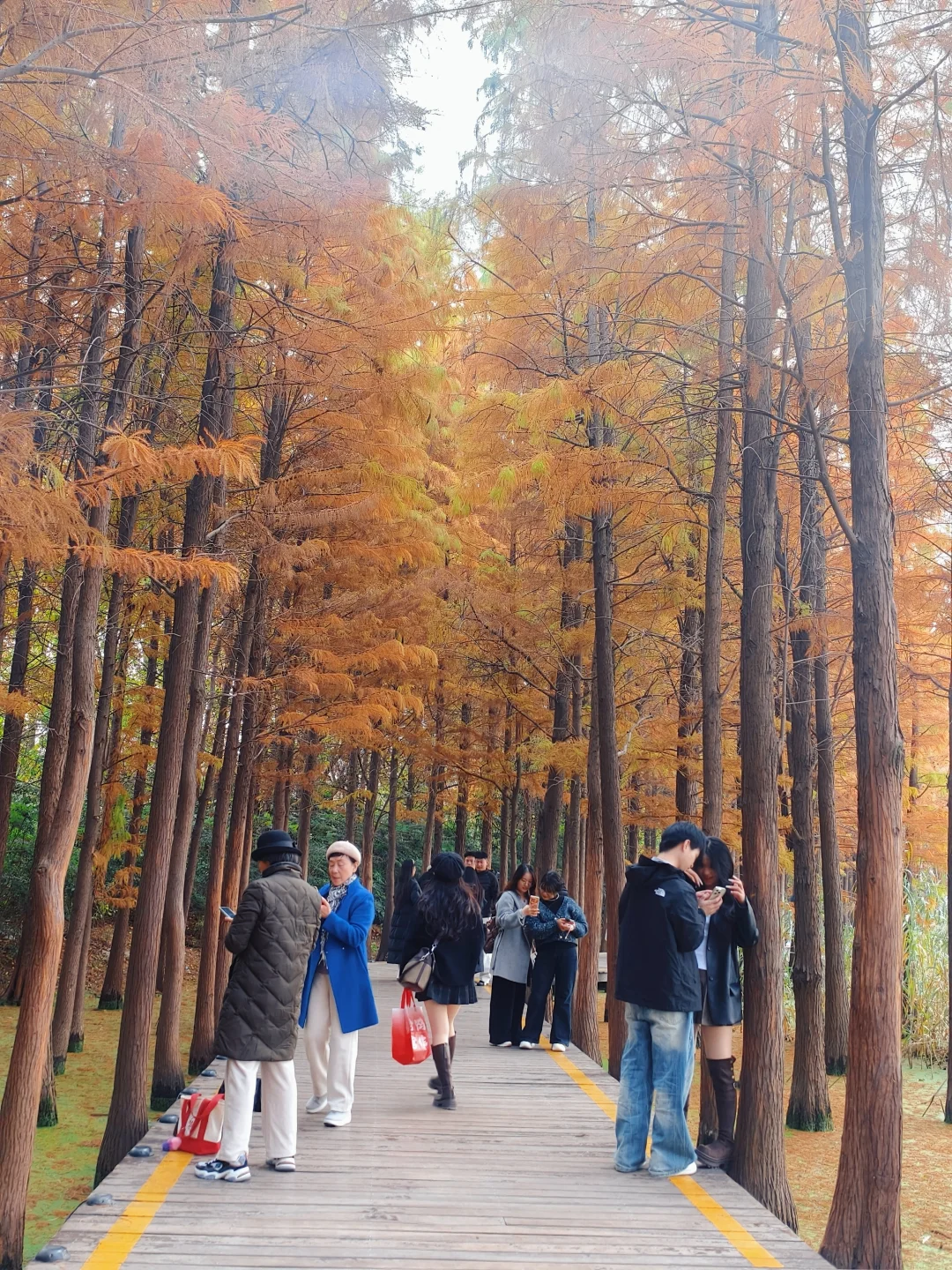 错过等一年!水杉林是限定版秋天的童话