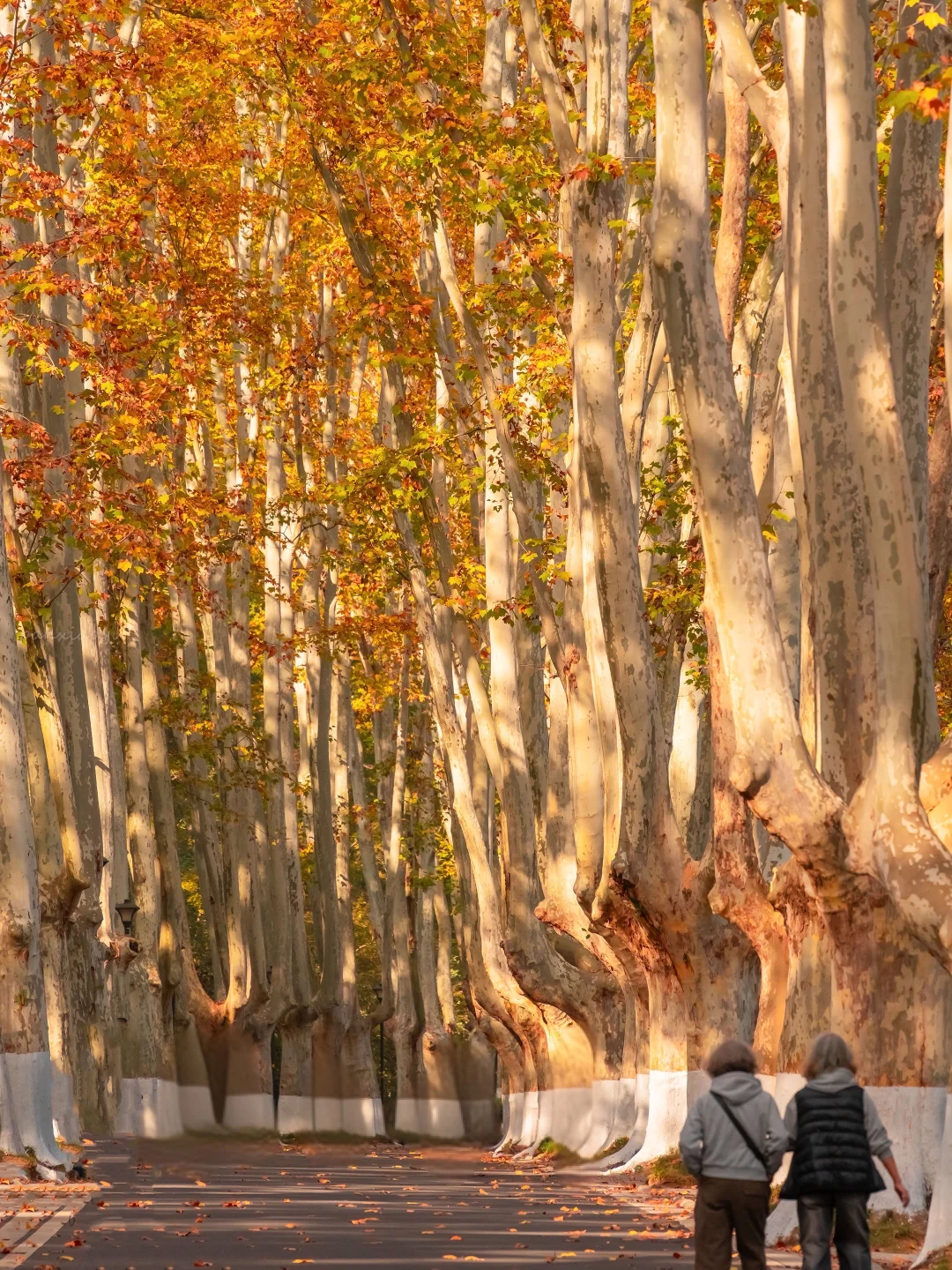 11.24实拍！！秋天的梧桐大道直接封神！！！！