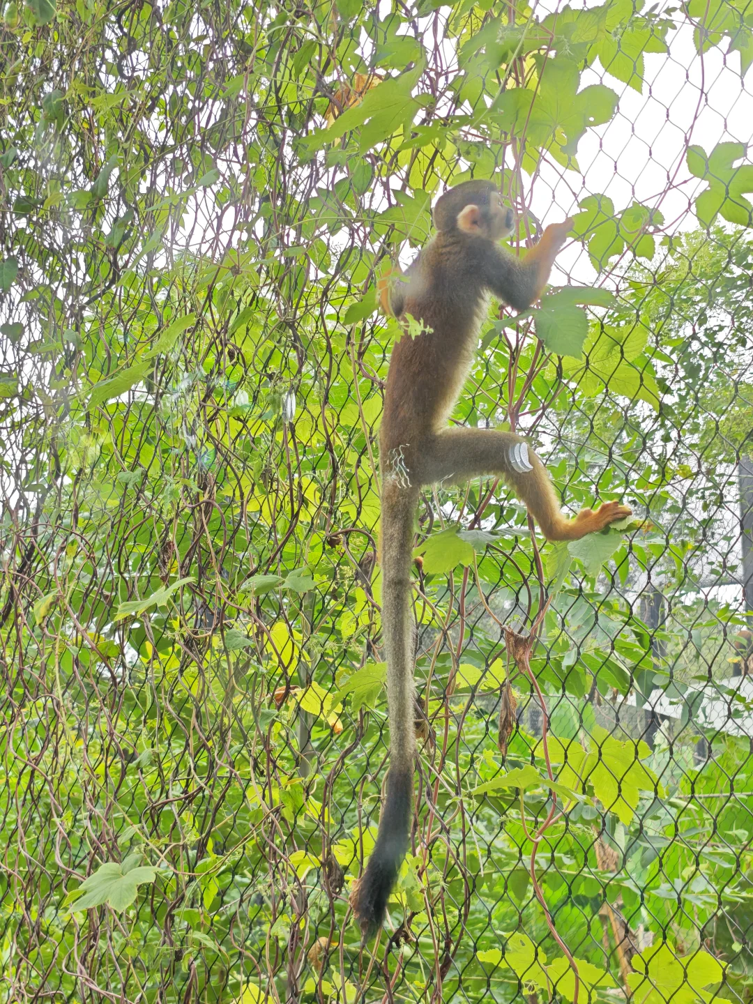 💥免费7天！南京红山动物园又要挤爆啦！
