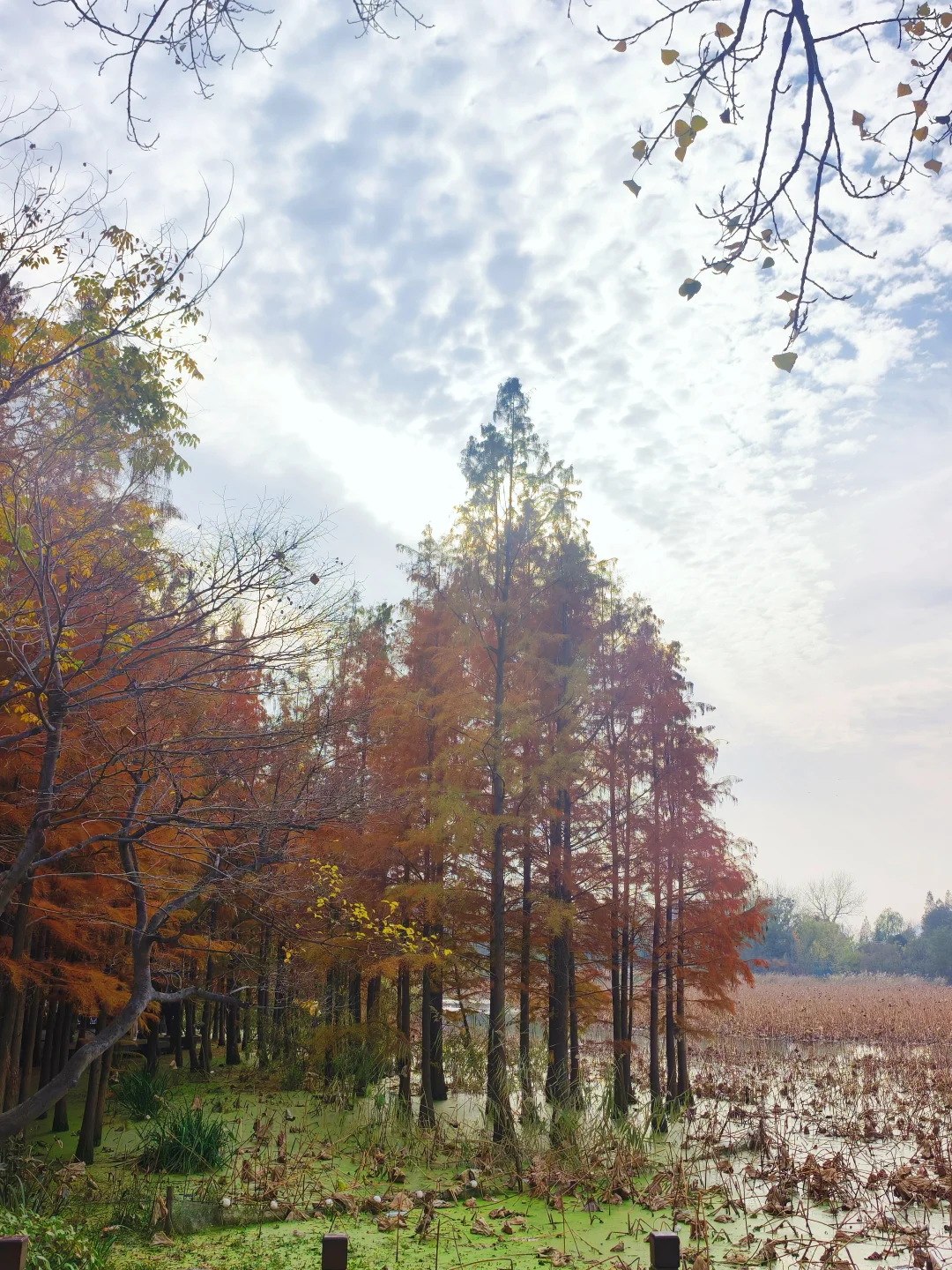 错过等一年!水杉林是限定版秋天的童话