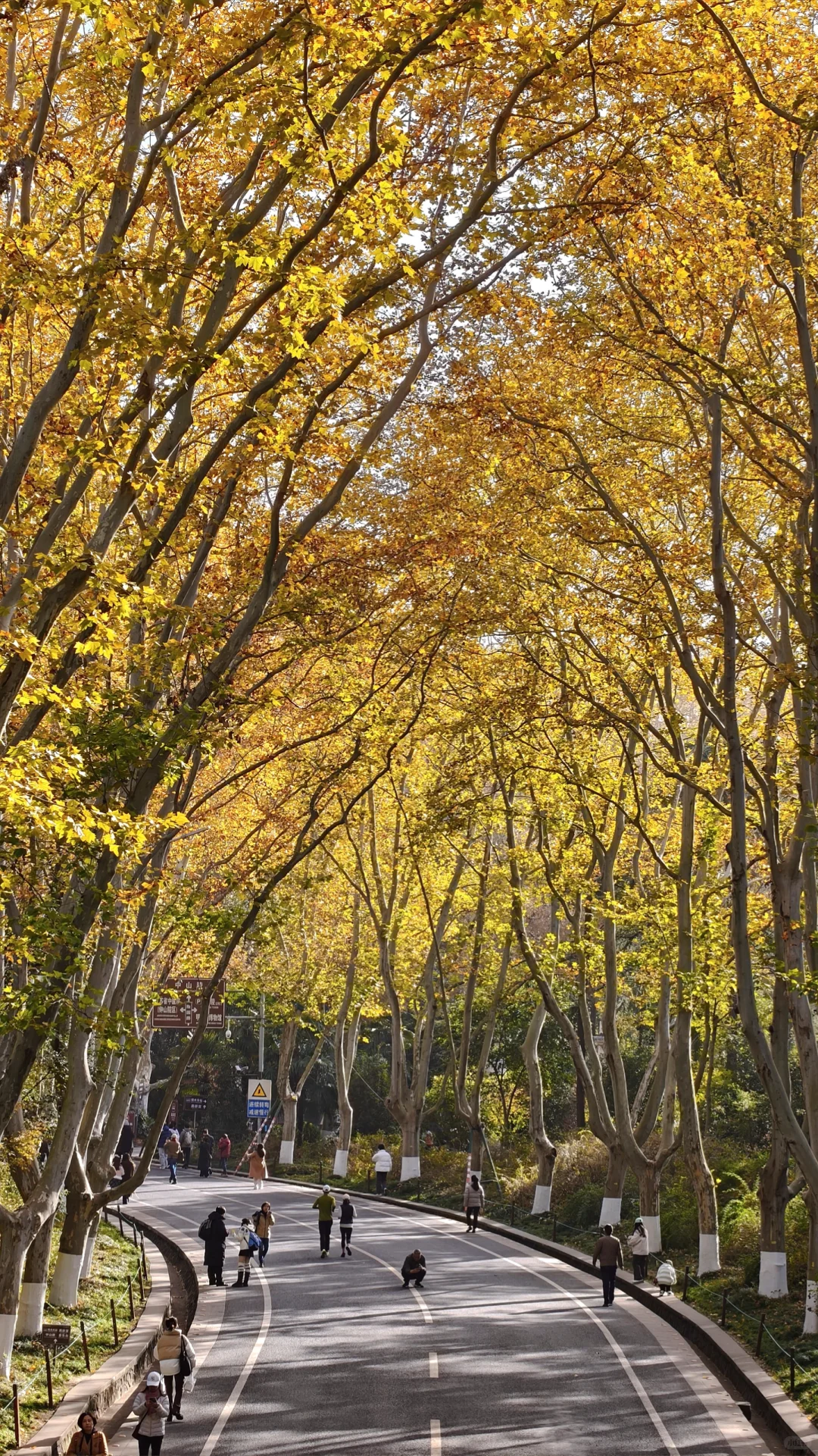 11.28梧桐大道黄了，全屏给我的震撼！！