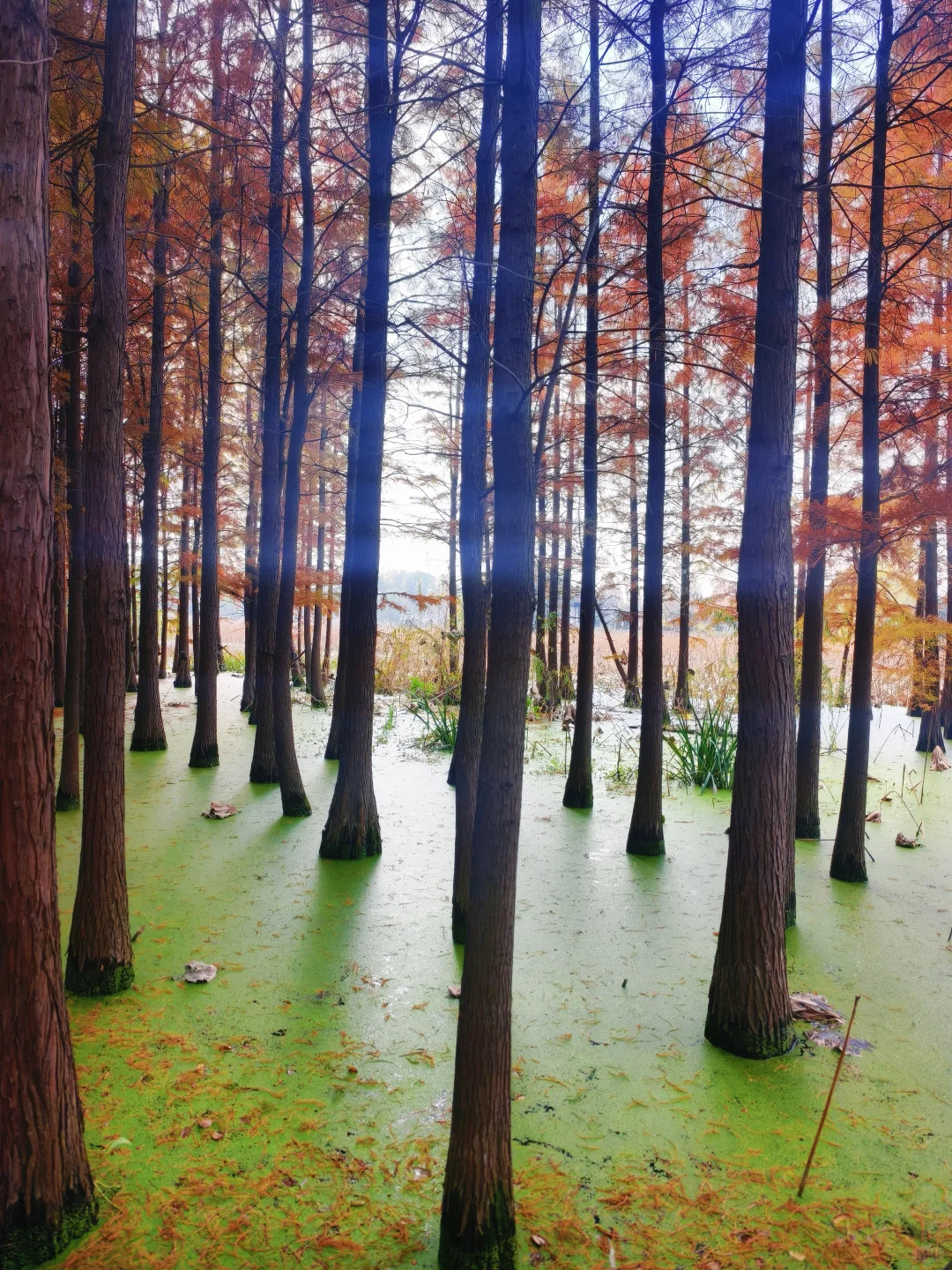 错过等一年!水杉林是限定版秋天的童话