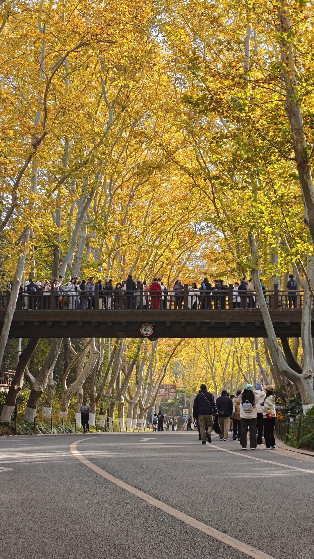 11.28梧桐大道黄了，全屏给我的震撼！！