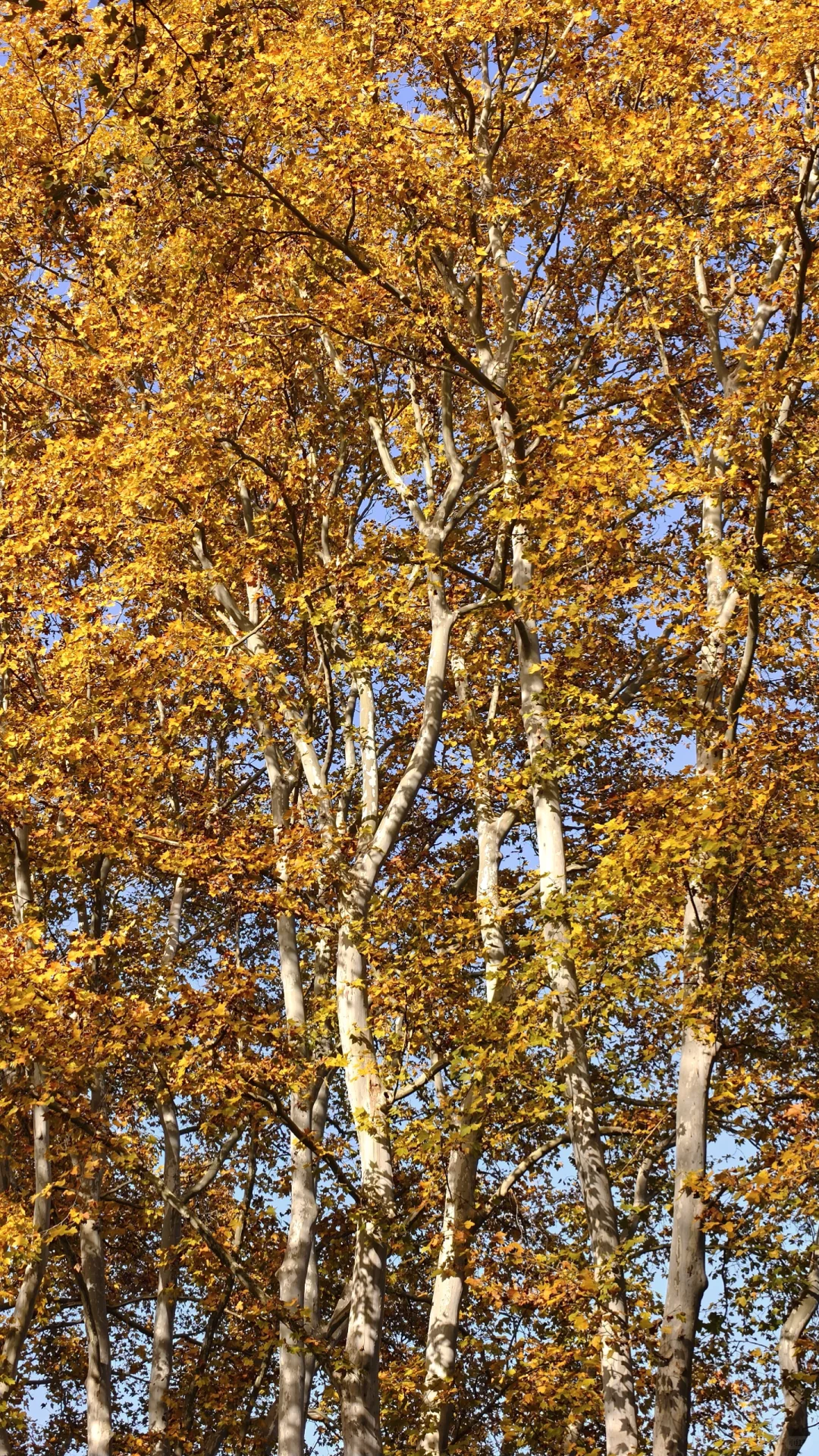 11.28梧桐大道黄了，全屏给我的震撼！！