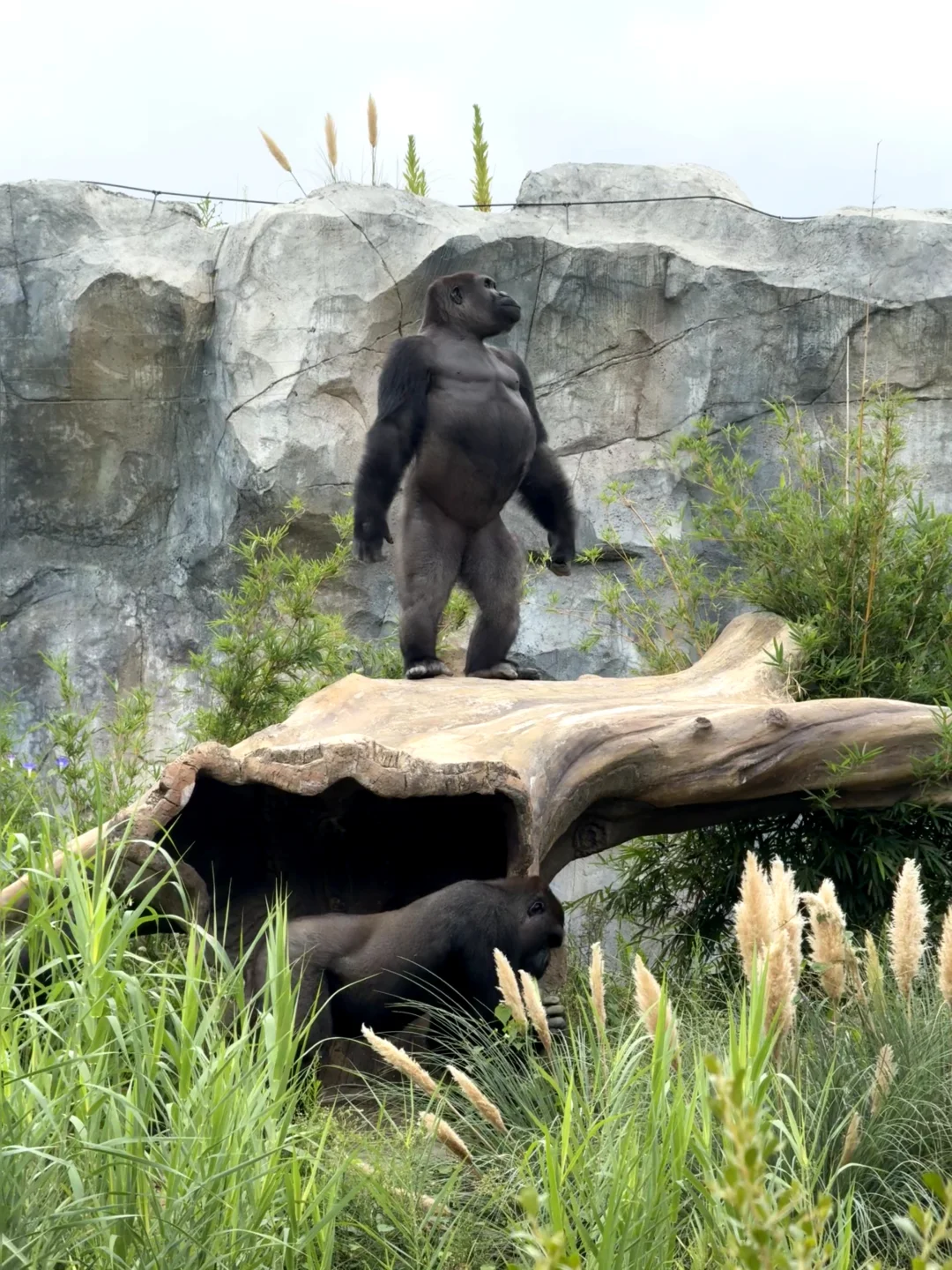 💥免费7天！南京红山动物园又要挤爆啦！