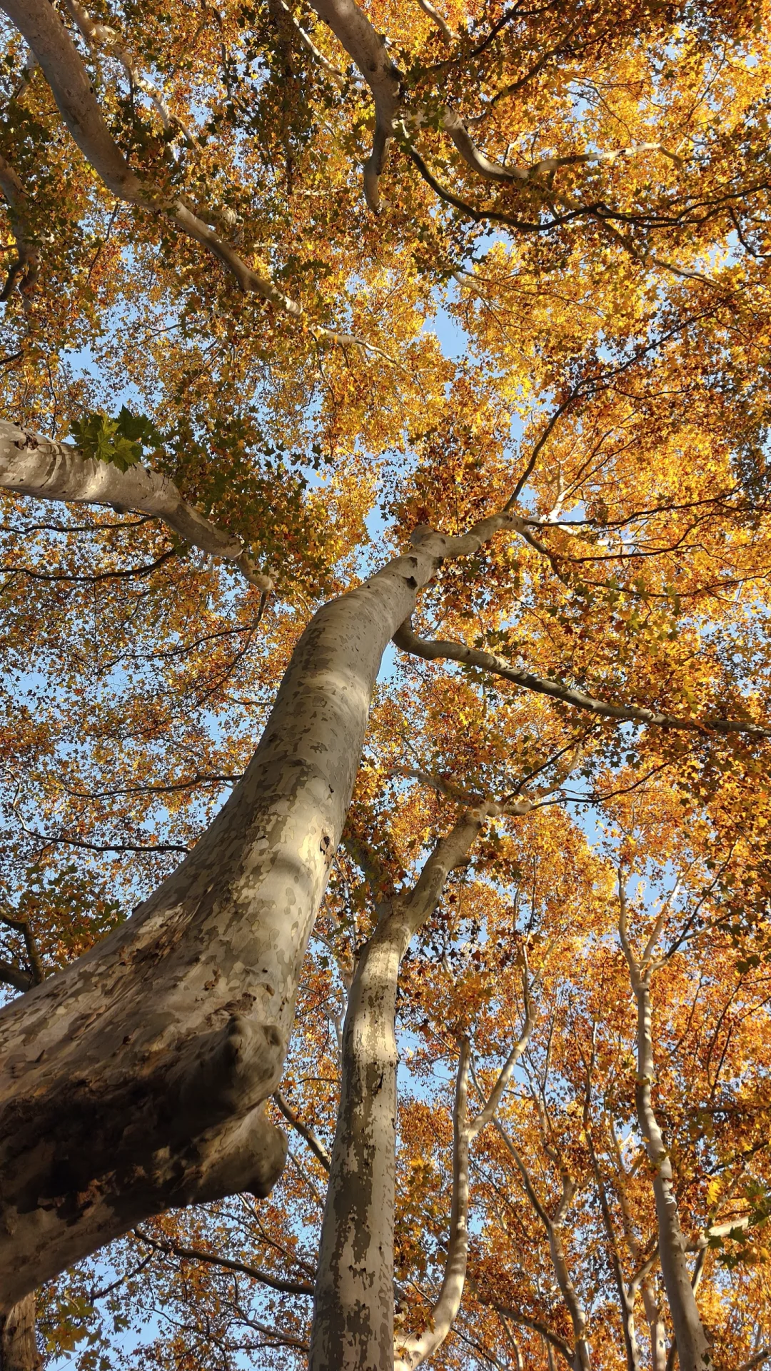 11.28梧桐大道黄了，全屏给我的震撼！！