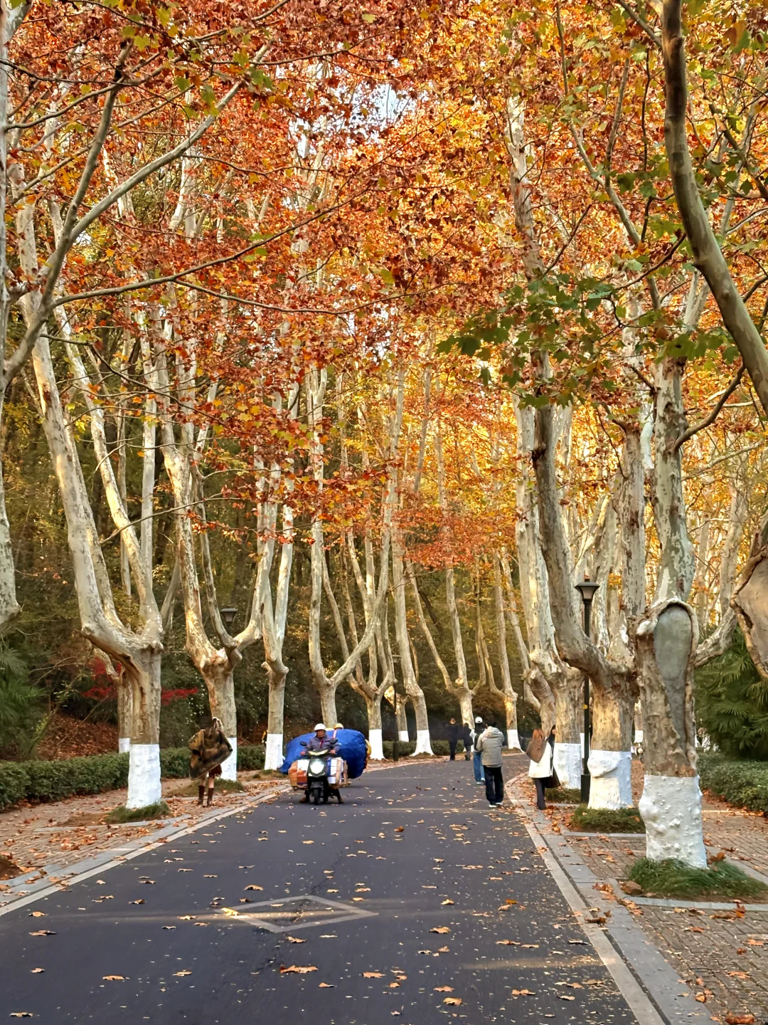 11.24实拍！！秋天的梧桐大道直接封神！！！！