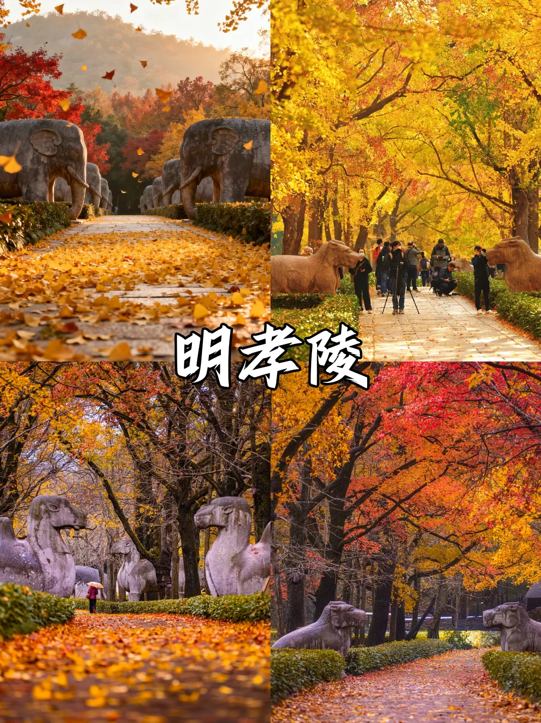深秋限定❗南京9⃣大绝美赏秋地来袭🍂