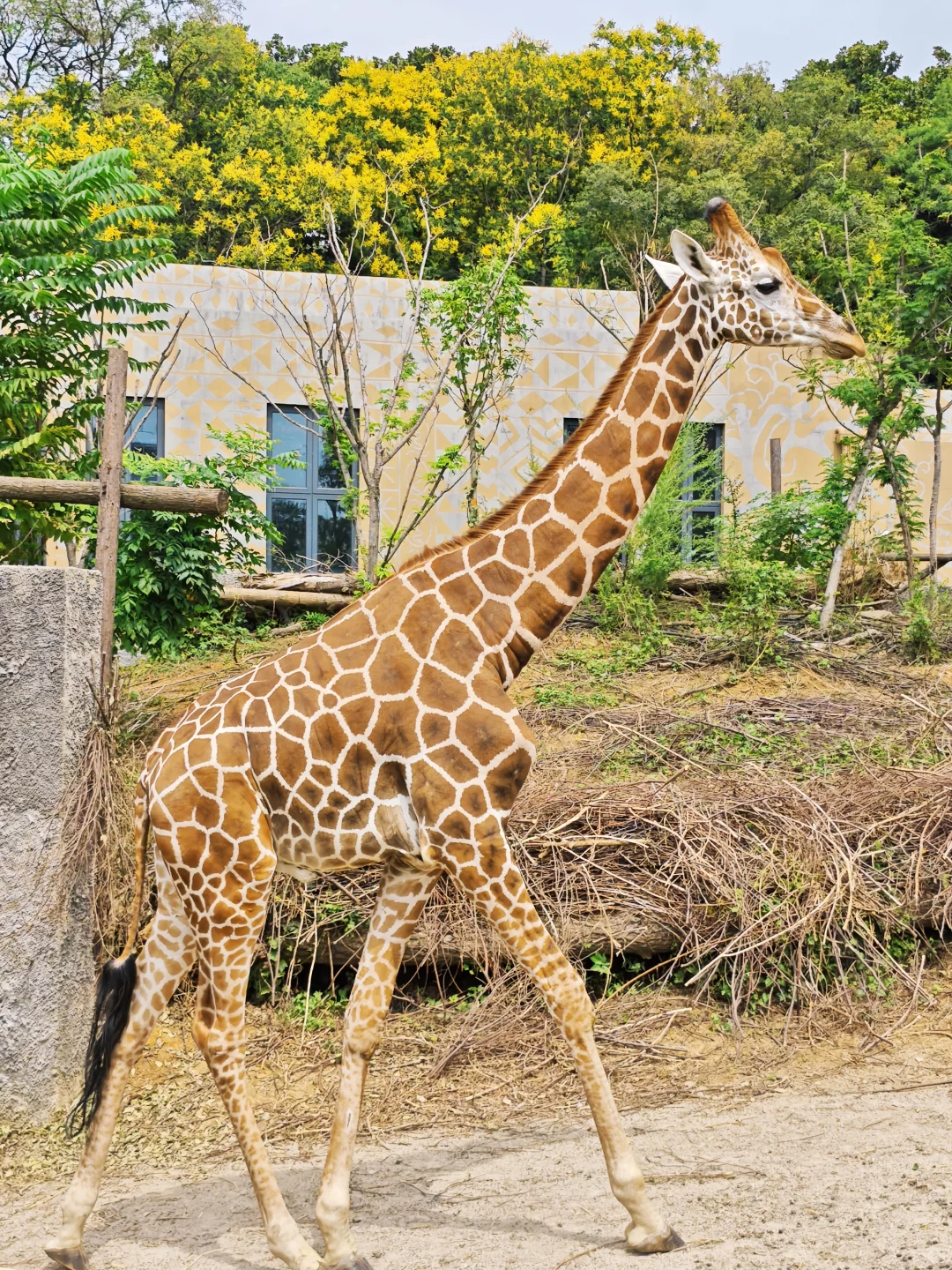 💥免费7天！南京红山动物园又要挤爆啦！