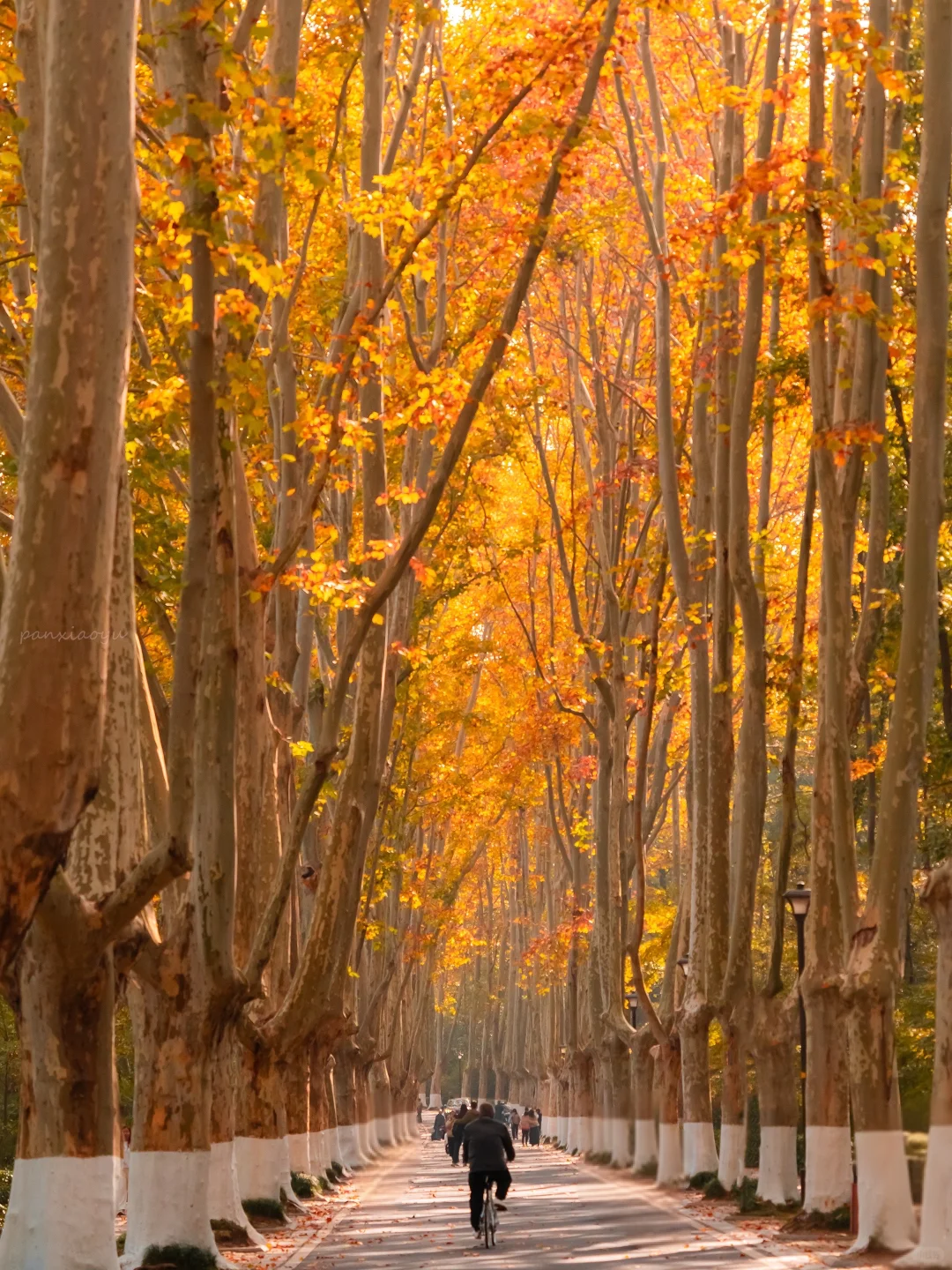 11.24实拍！！秋天的梧桐大道直接封神！！！！