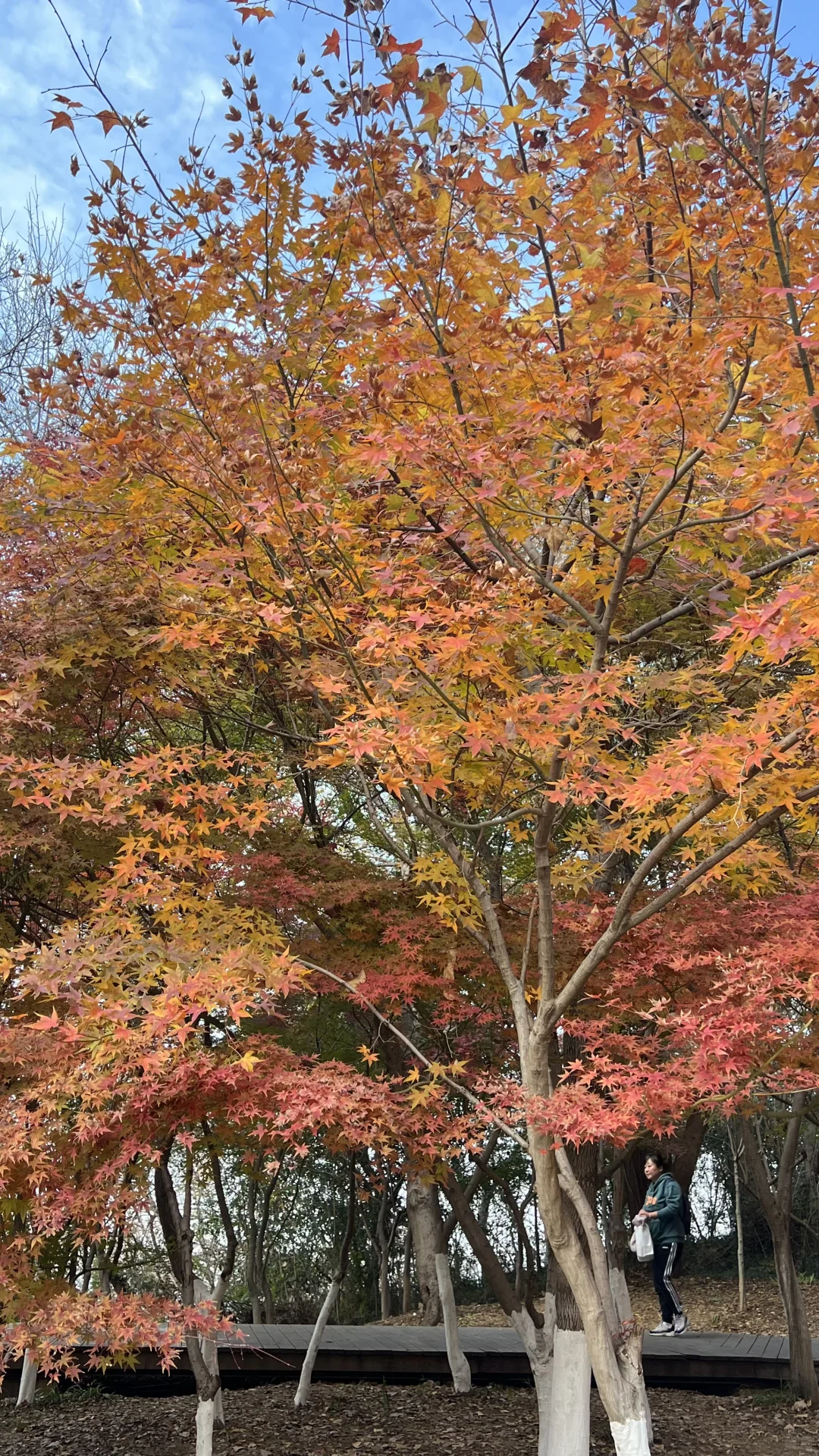 2025.11.23｜栖霞山红枫现状🍁含游玩攻略！