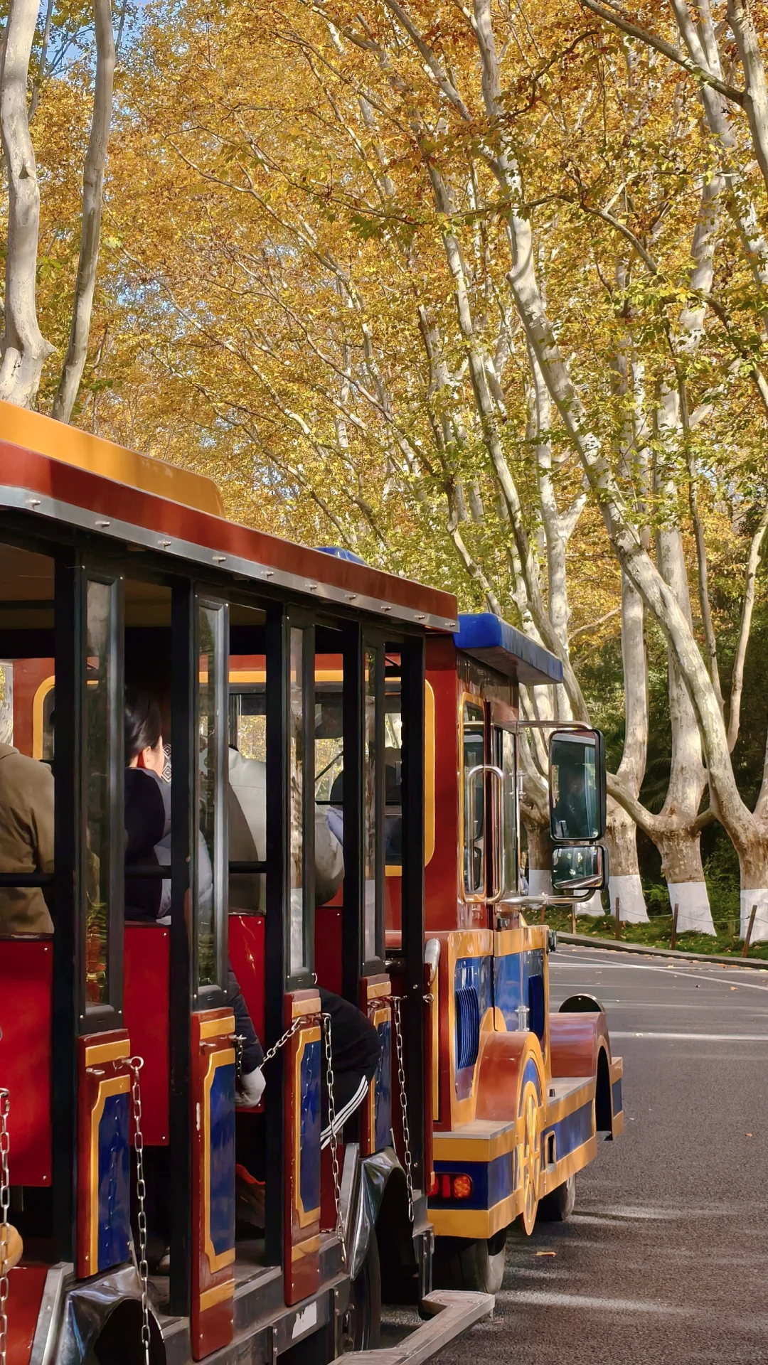 11.28梧桐大道黄了，全屏给我的震撼！！