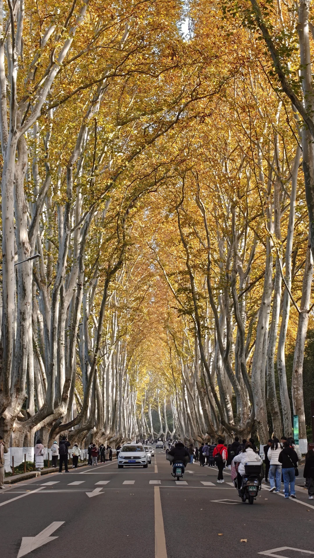 11.28梧桐大道黄了，全屏给我的震撼！！