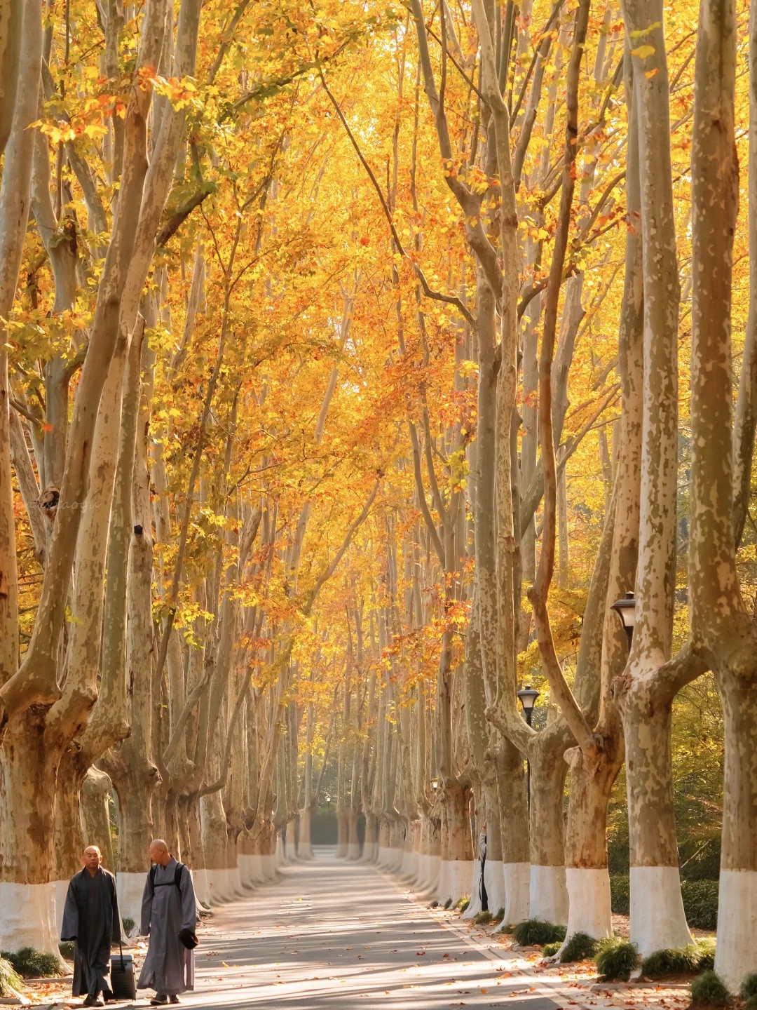 11.24实拍！！秋天的梧桐大道直接封神！！！！