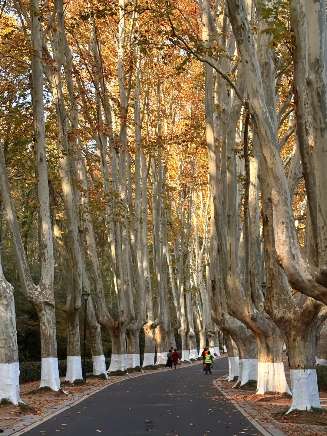 11.24实拍！！秋天的梧桐大道直接封神！！！！