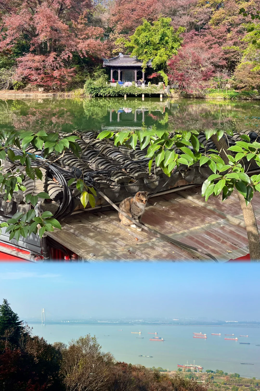 2025.11.23｜栖霞山红枫现状🍁含游玩攻略！