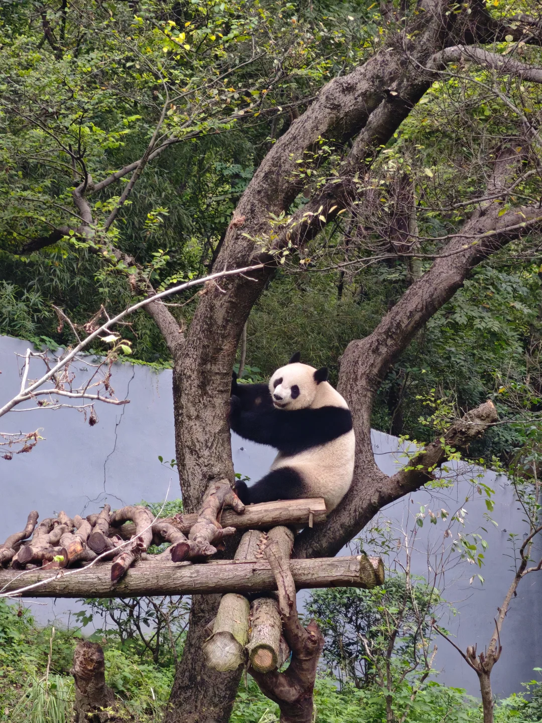 💥免费7天！南京红山动物园又要挤爆啦！