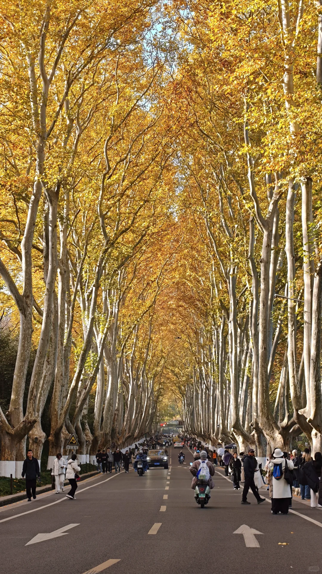 11.28梧桐大道黄了，全屏给我的震撼！！