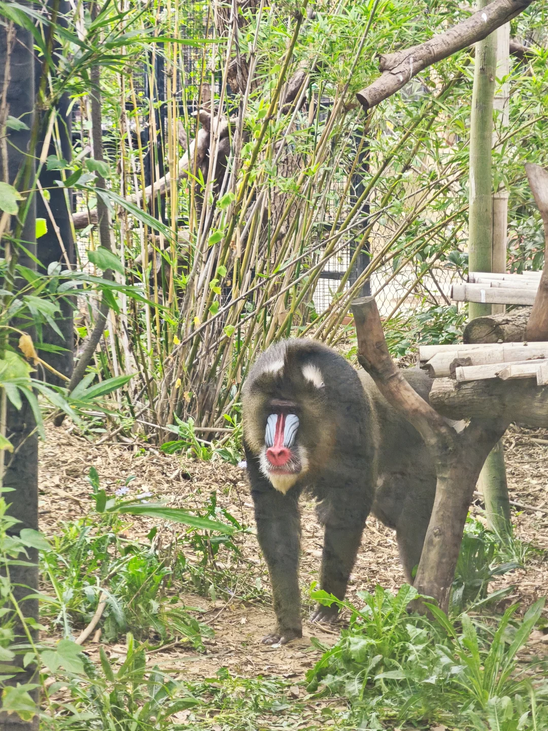 💥免费7天！南京红山动物园又要挤爆啦！