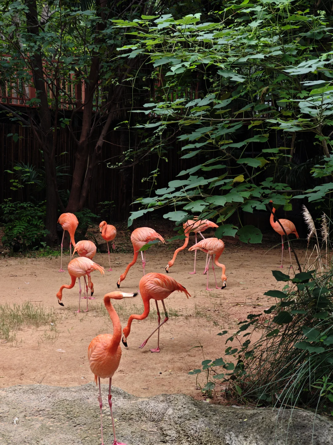 💥免费7天！南京红山动物园又要挤爆啦！