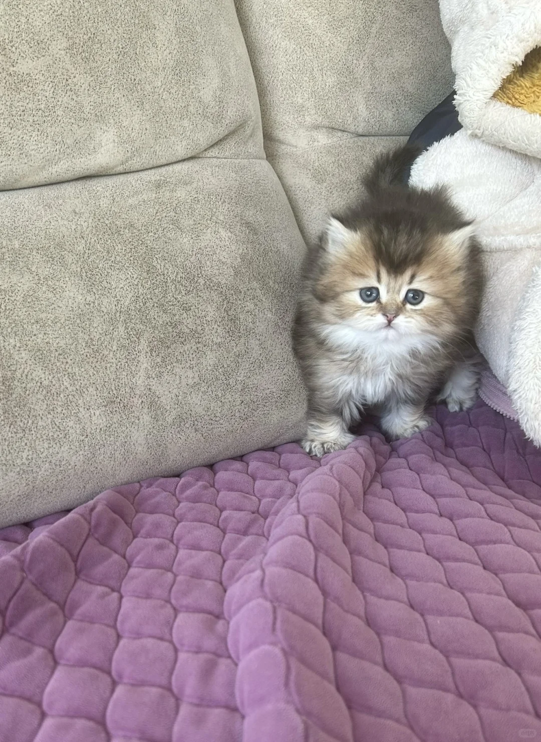 徐州云龙万达附近金渐层宝宝找新家