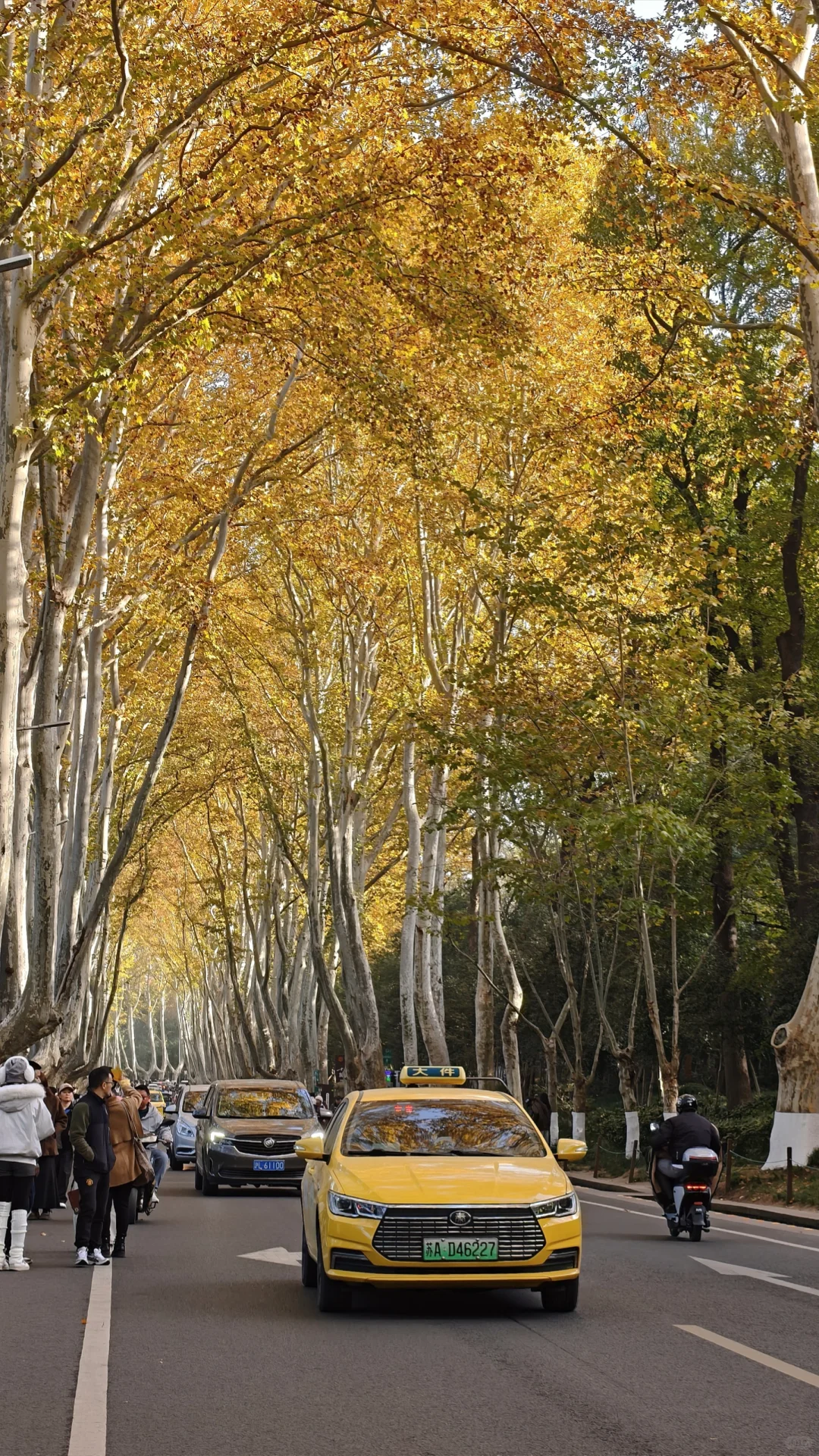 11.28梧桐大道黄了，全屏给我的震撼！！