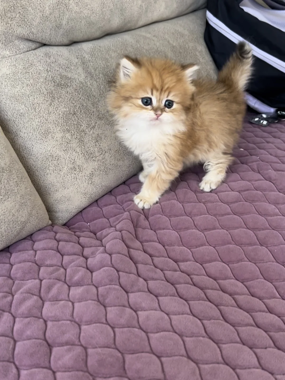 徐州云龙万达附近金渐层宝宝找新家