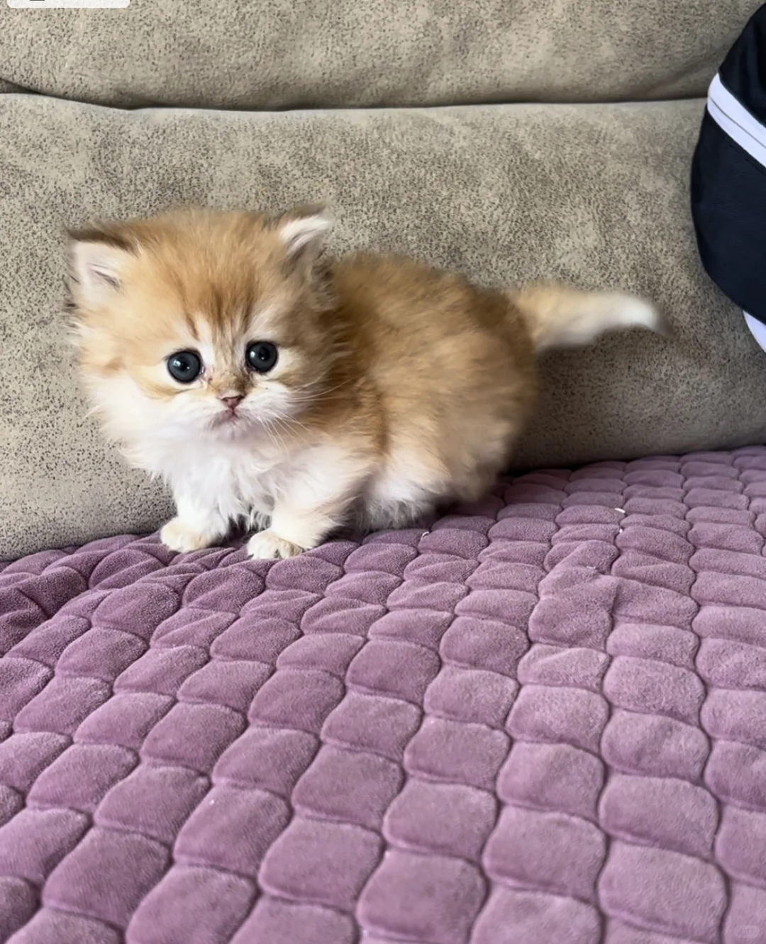 徐州云龙万达附近金渐层宝宝找新家