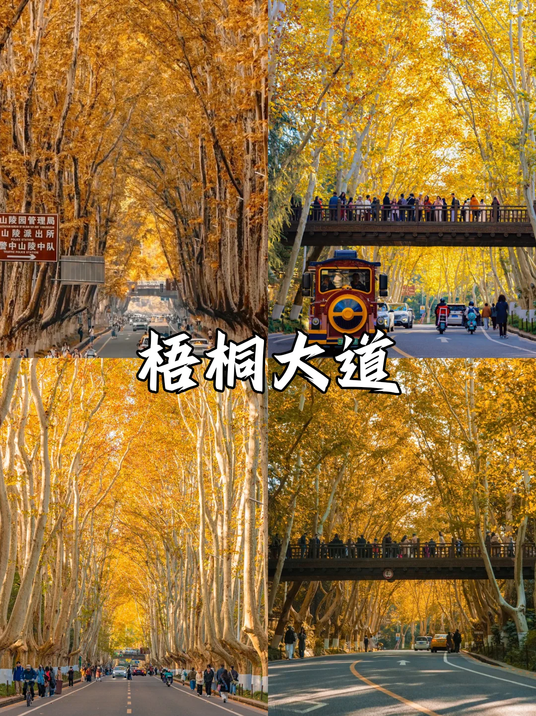 深秋限定❗南京9⃣大绝美赏秋地来袭🍂