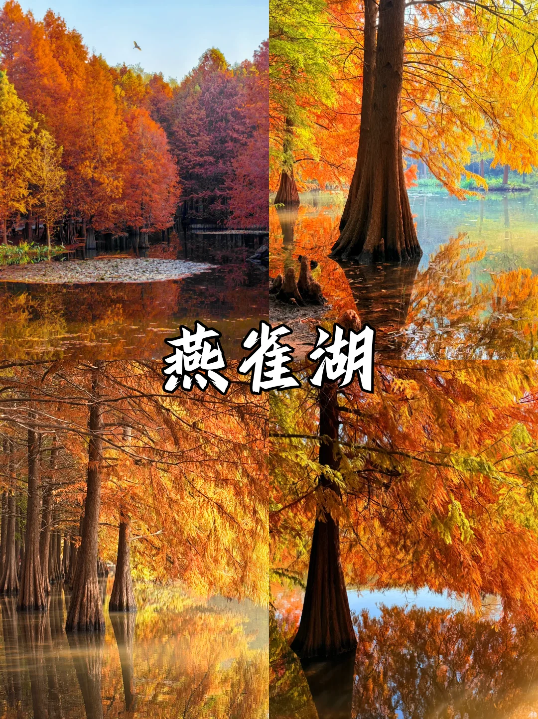 深秋限定❗南京9⃣大绝美赏秋地来袭🍂