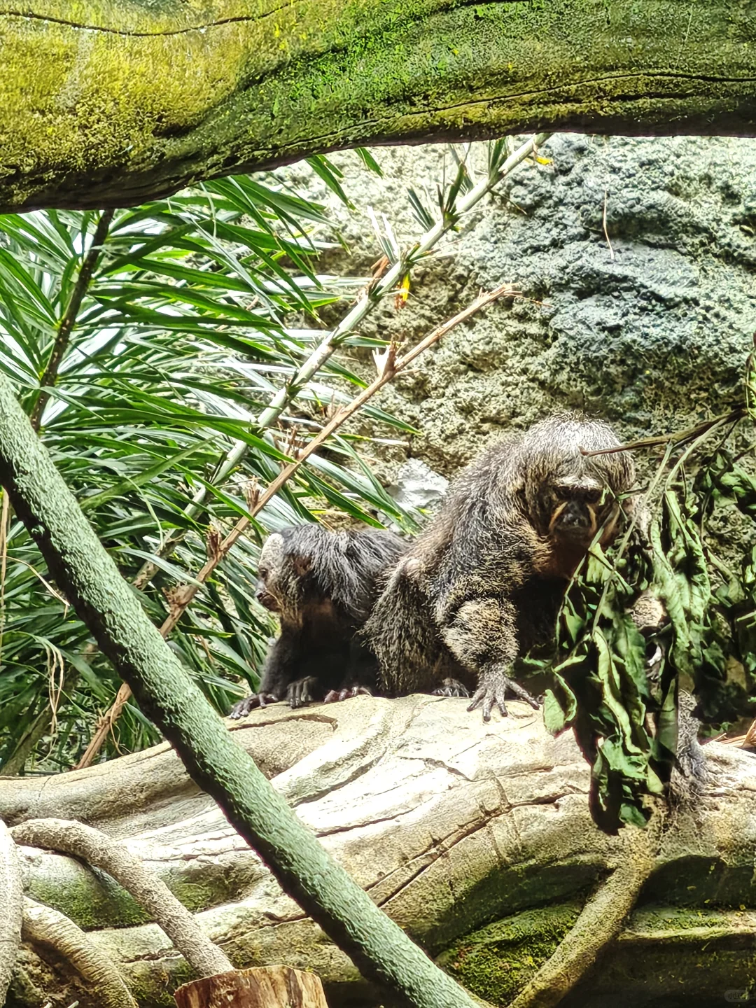 💥免费7天！南京红山动物园又要挤爆啦！